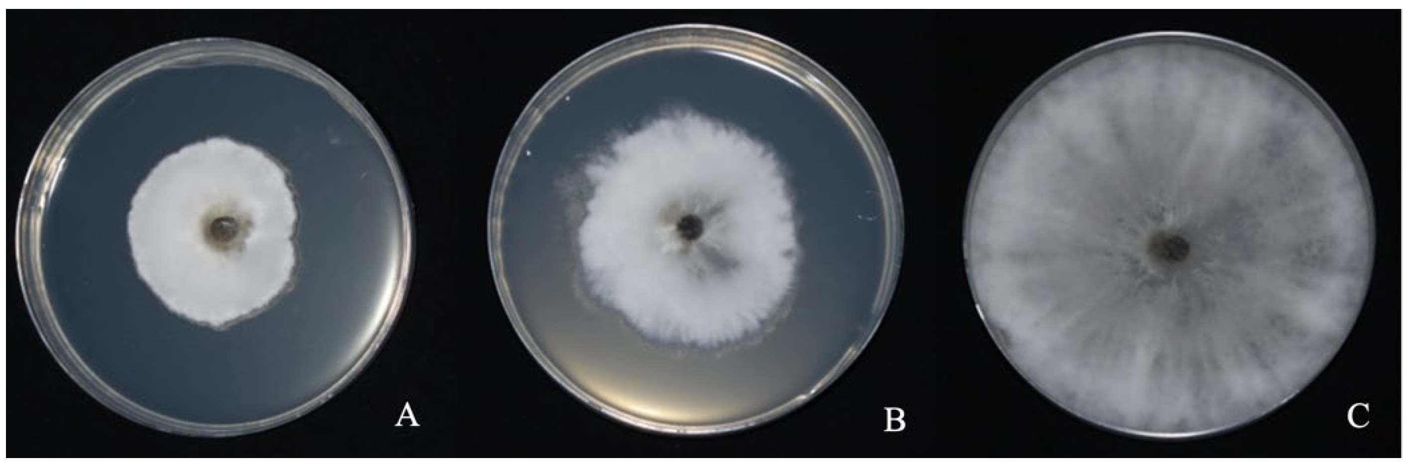 Fermentation 09 00482 g009 Fermentation 09 00482 g009