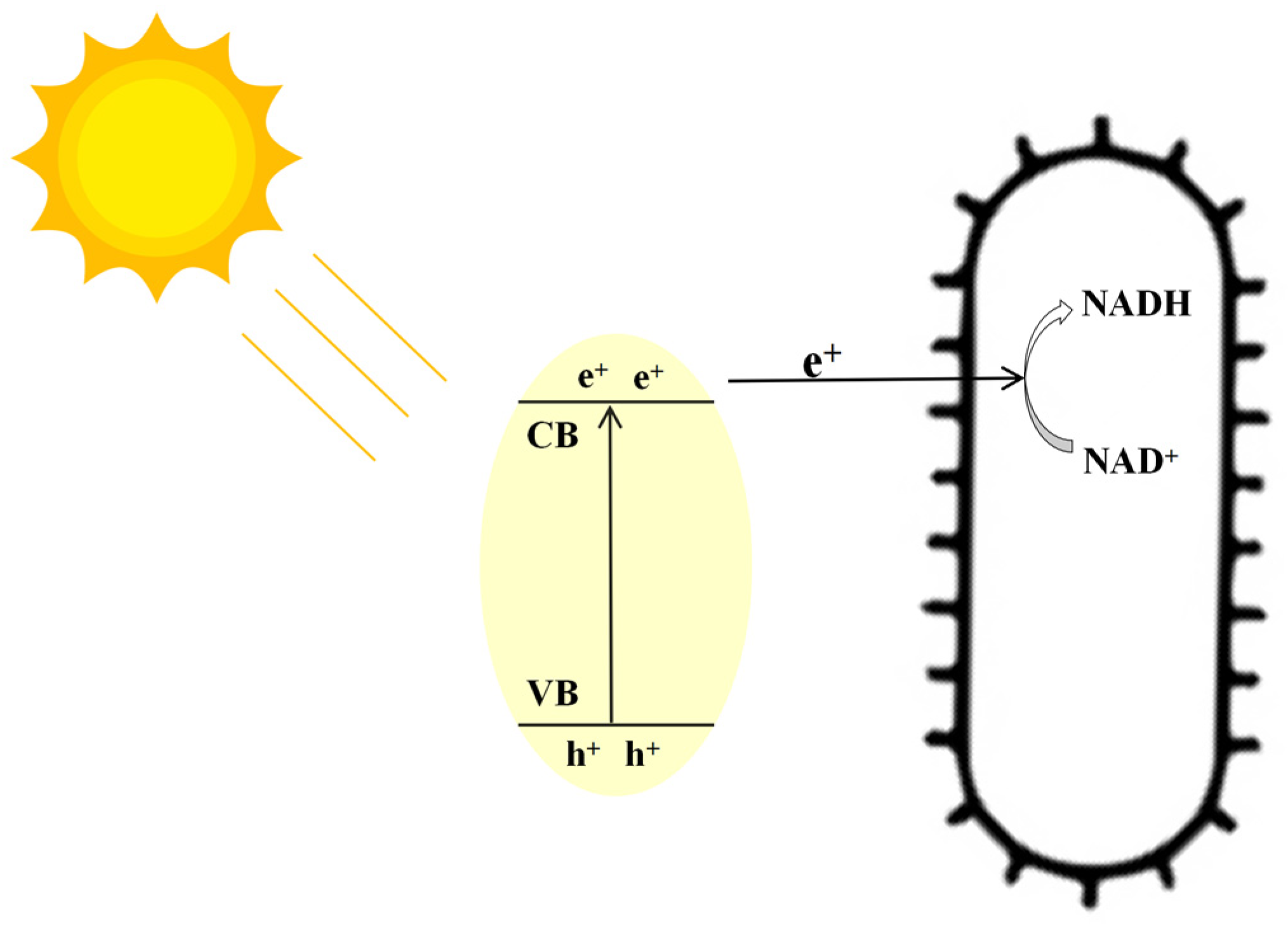Fermentation 09 00488 g002