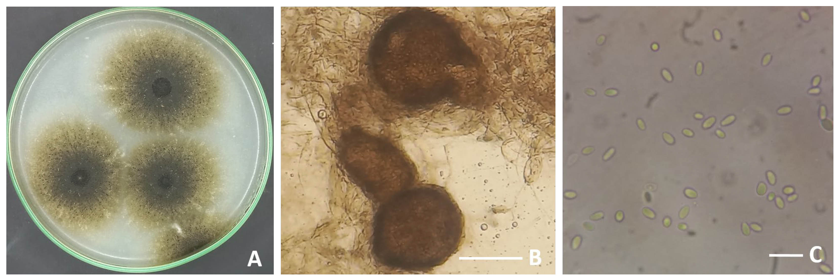 Fermentation 09 00507 g001