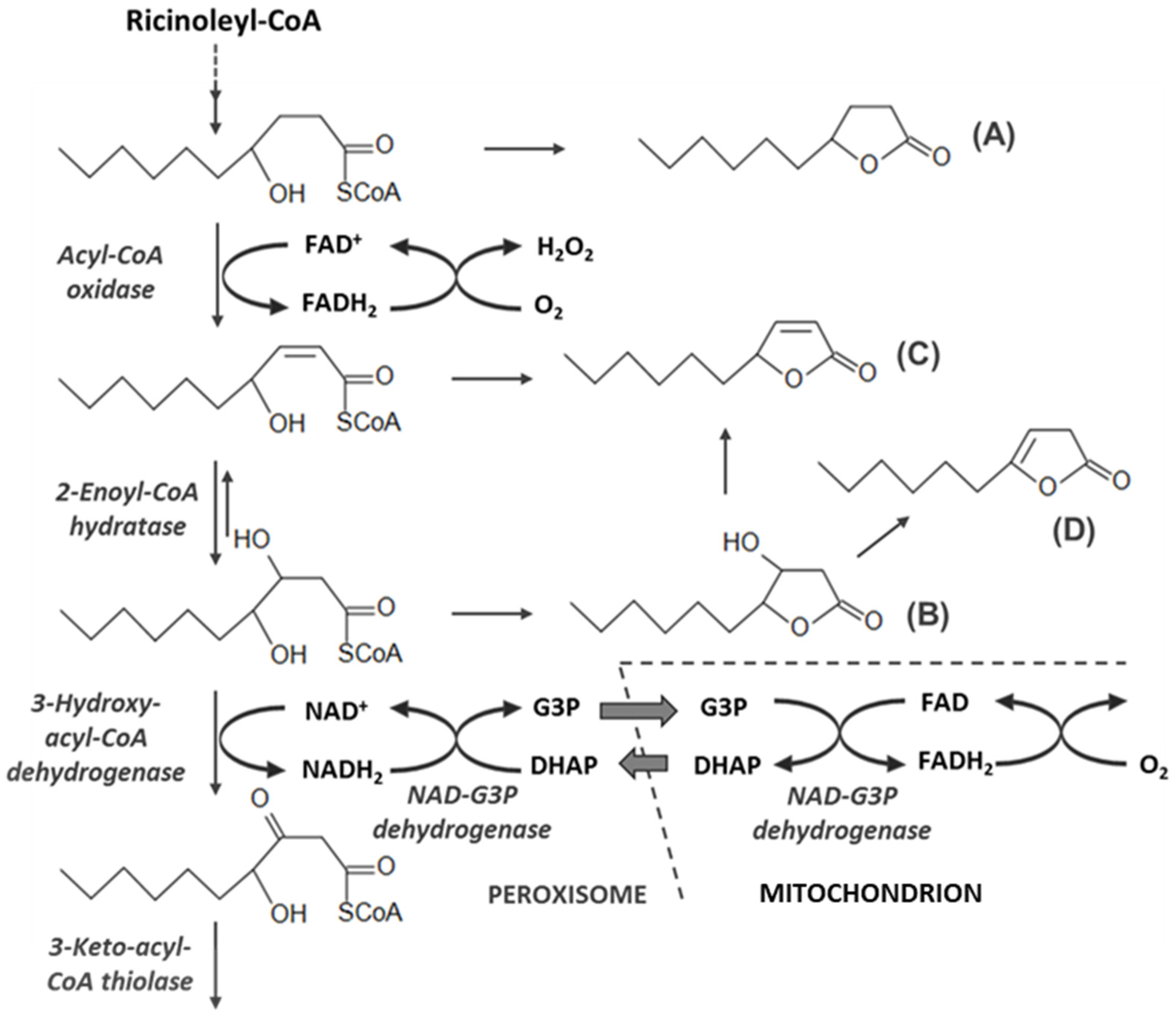 Fermentation 09 00532 g001