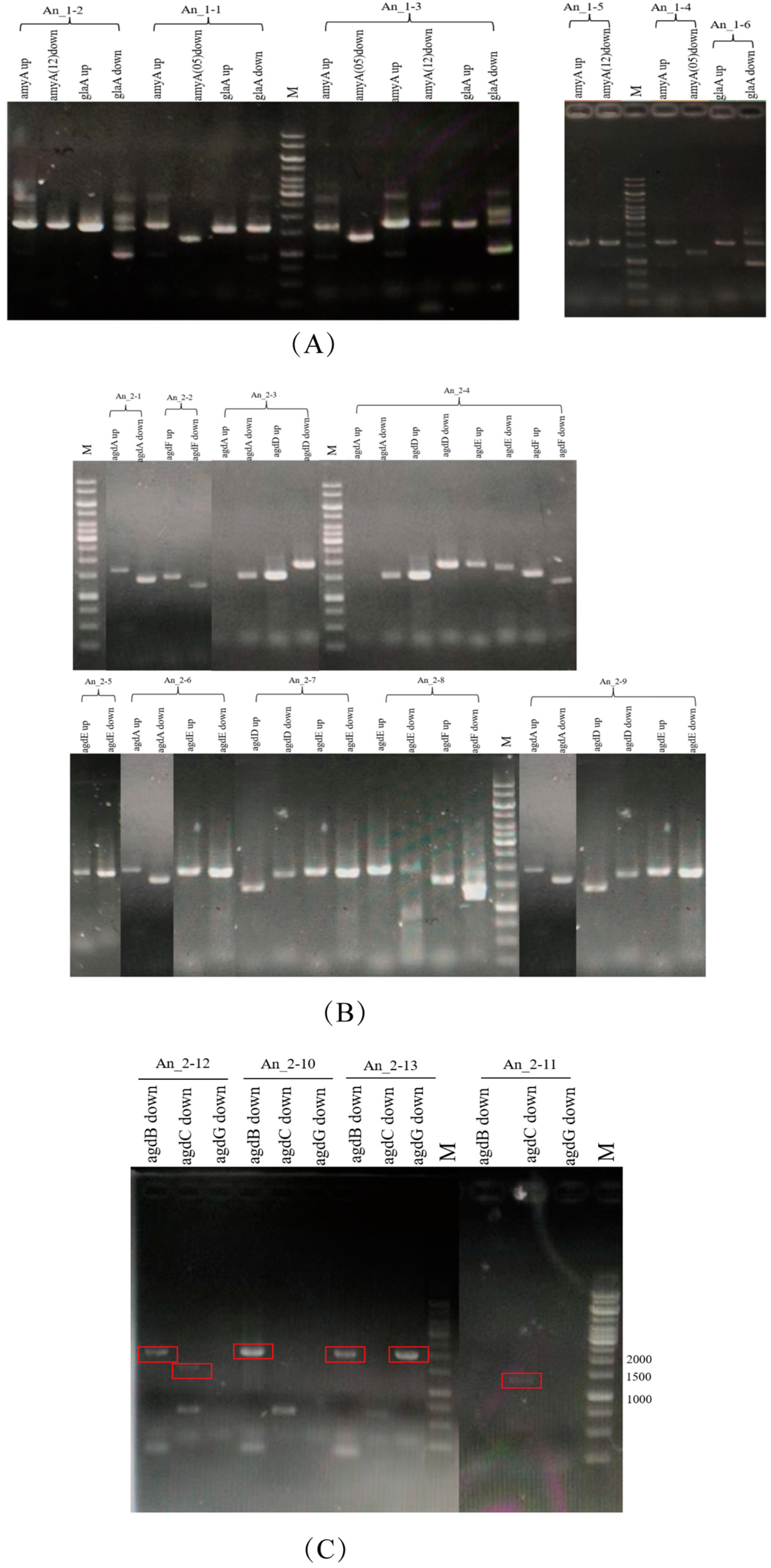 Fermentation 09 00538 g003