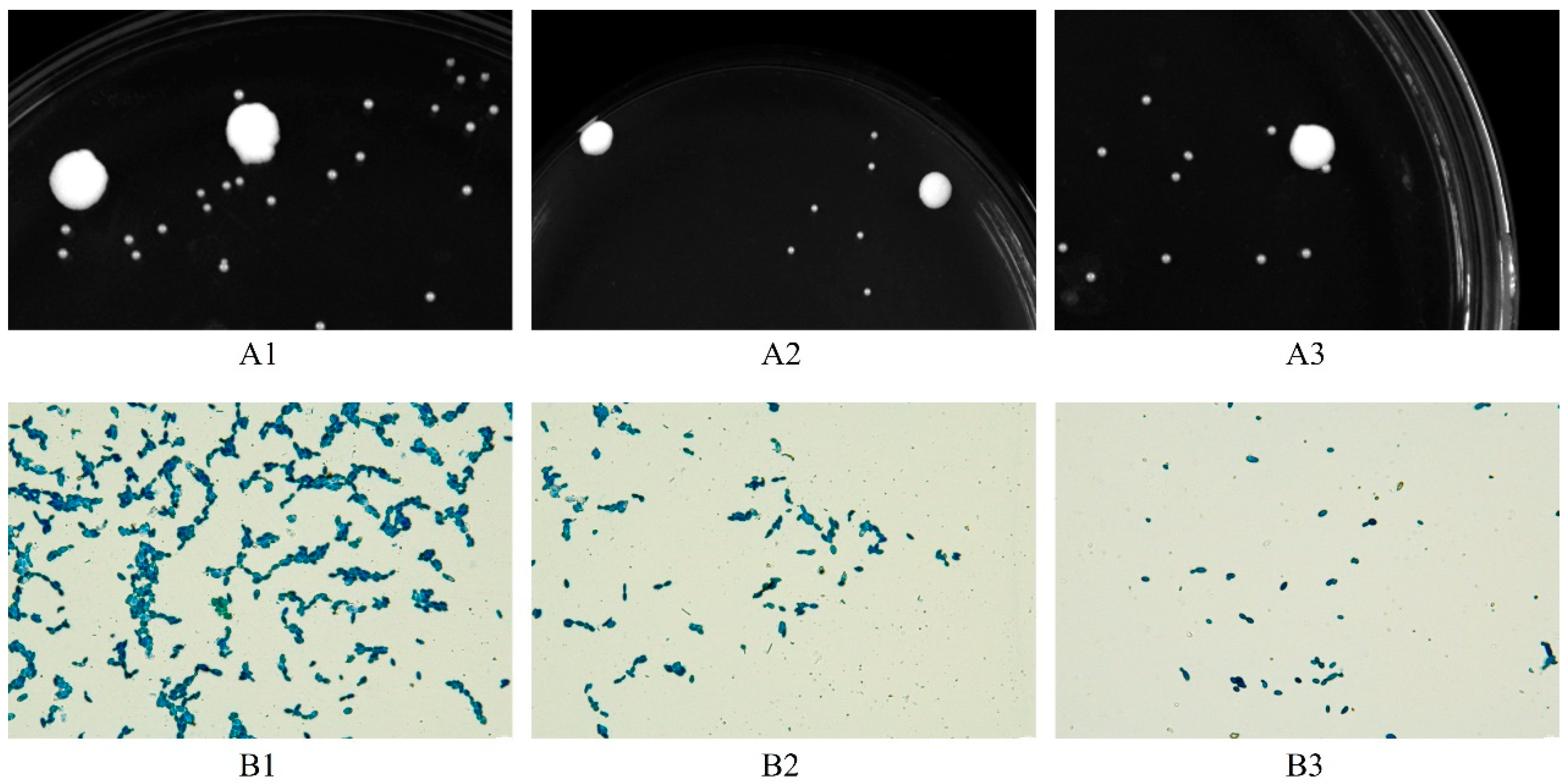 Fermentation 09 00540 g001