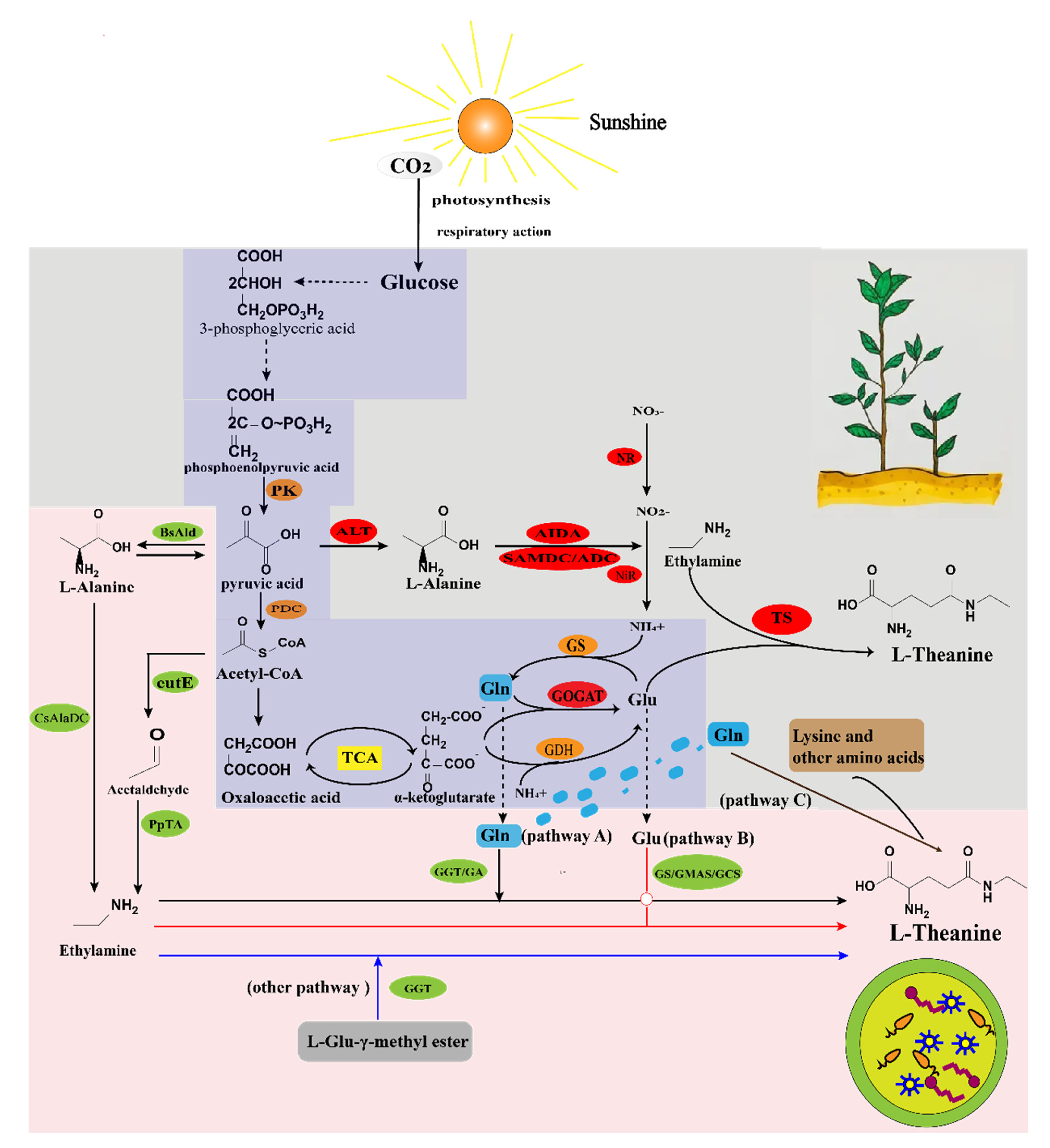 Fermentation 09 00543 g002 Fermentation 09 00543 g002
