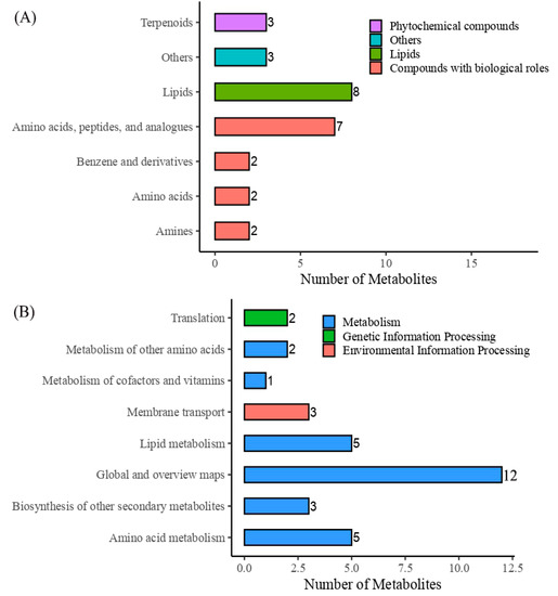 Fermentation of Date Pulp Residues Using Saccharomyces