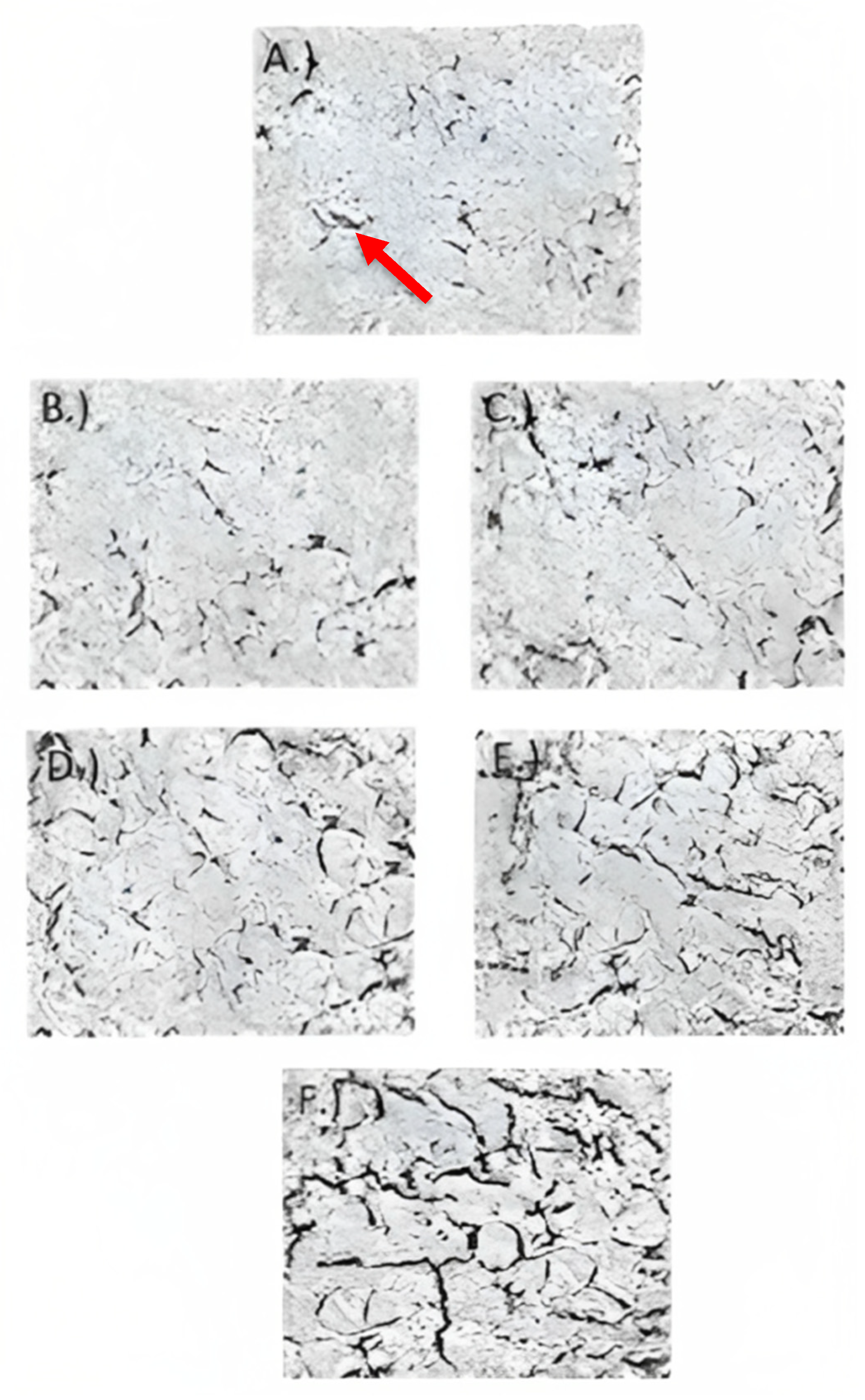 Fermentation 09 00566 g005 Fermentation 09 00566 g005