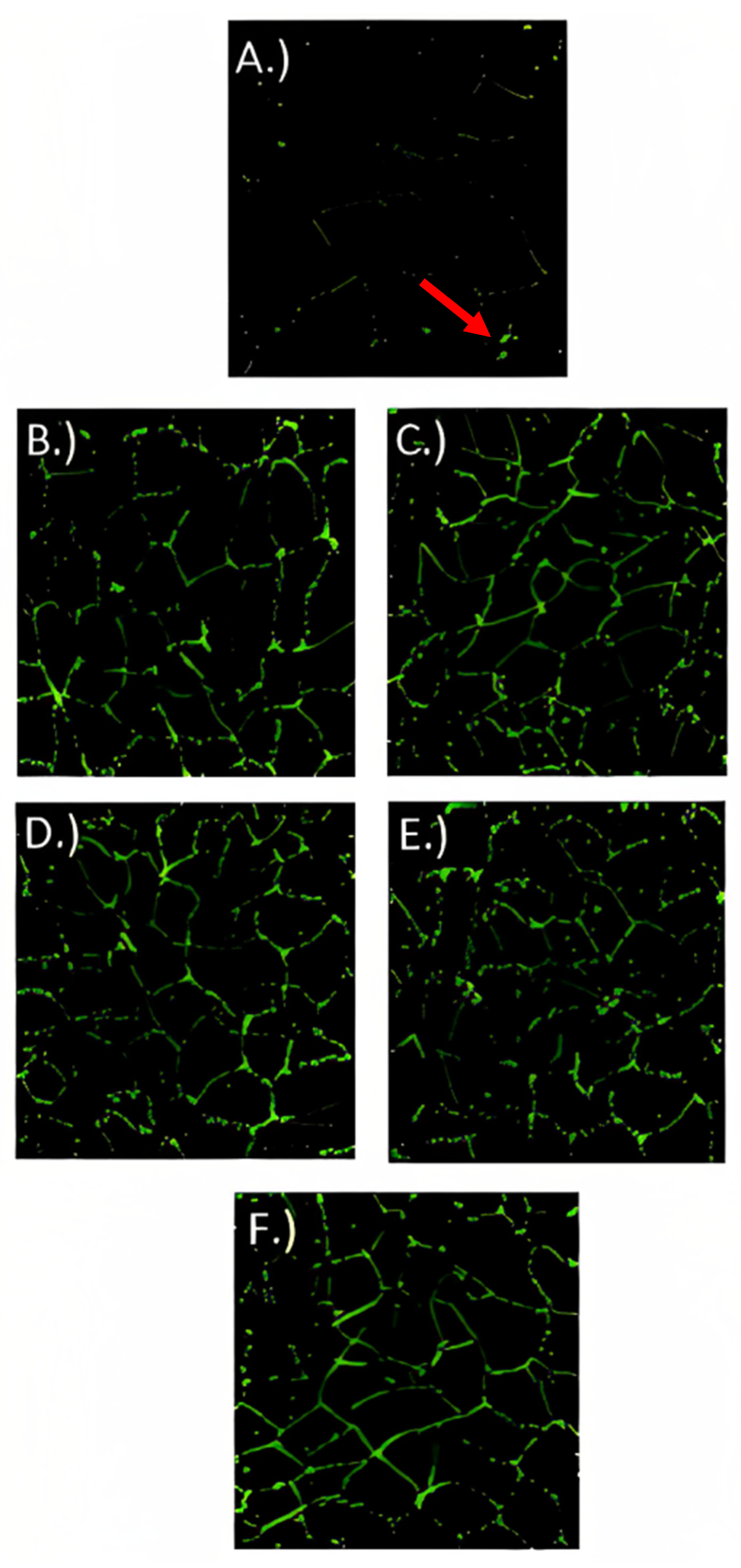 Fermentation 09 00566 g007 Fermentation 09 00566 g007