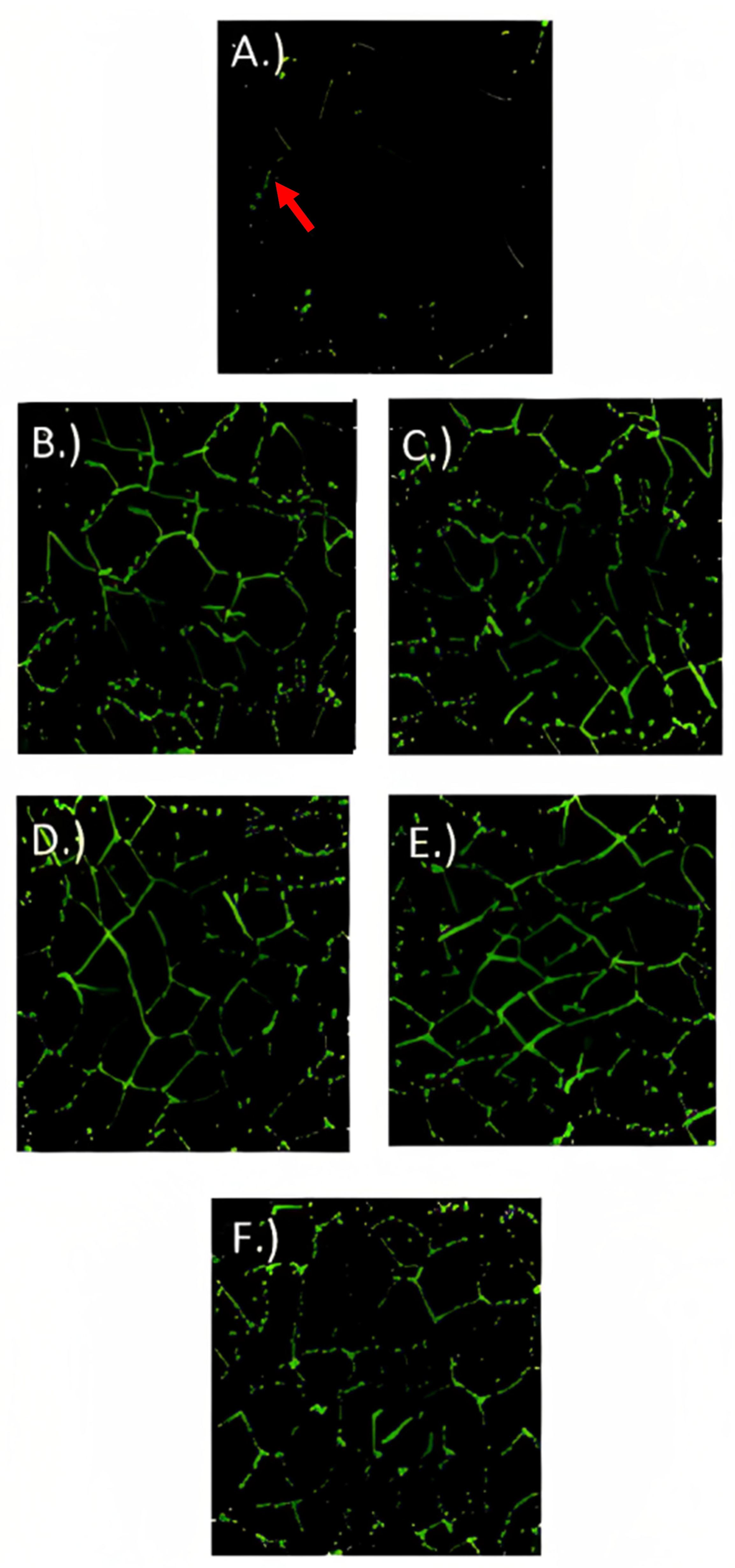 Fermentation 09 00566 g008 Fermentation 09 00566 g008