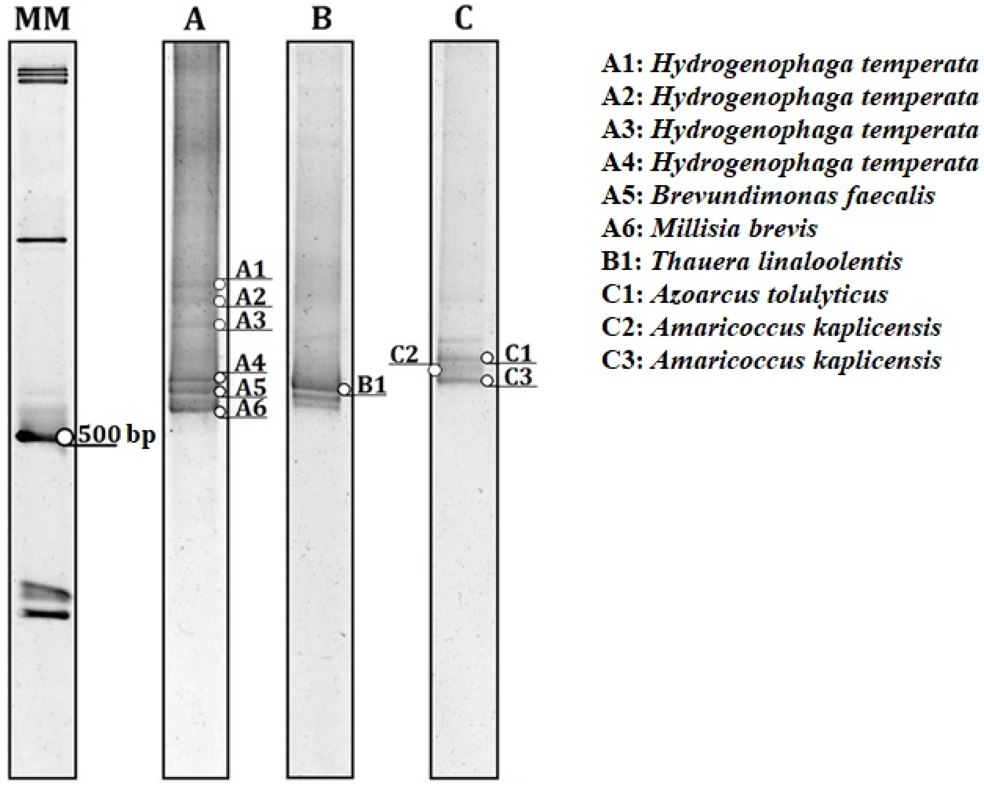 Fermentation 09 00574 g004 Fermentation 09 00574 g004
