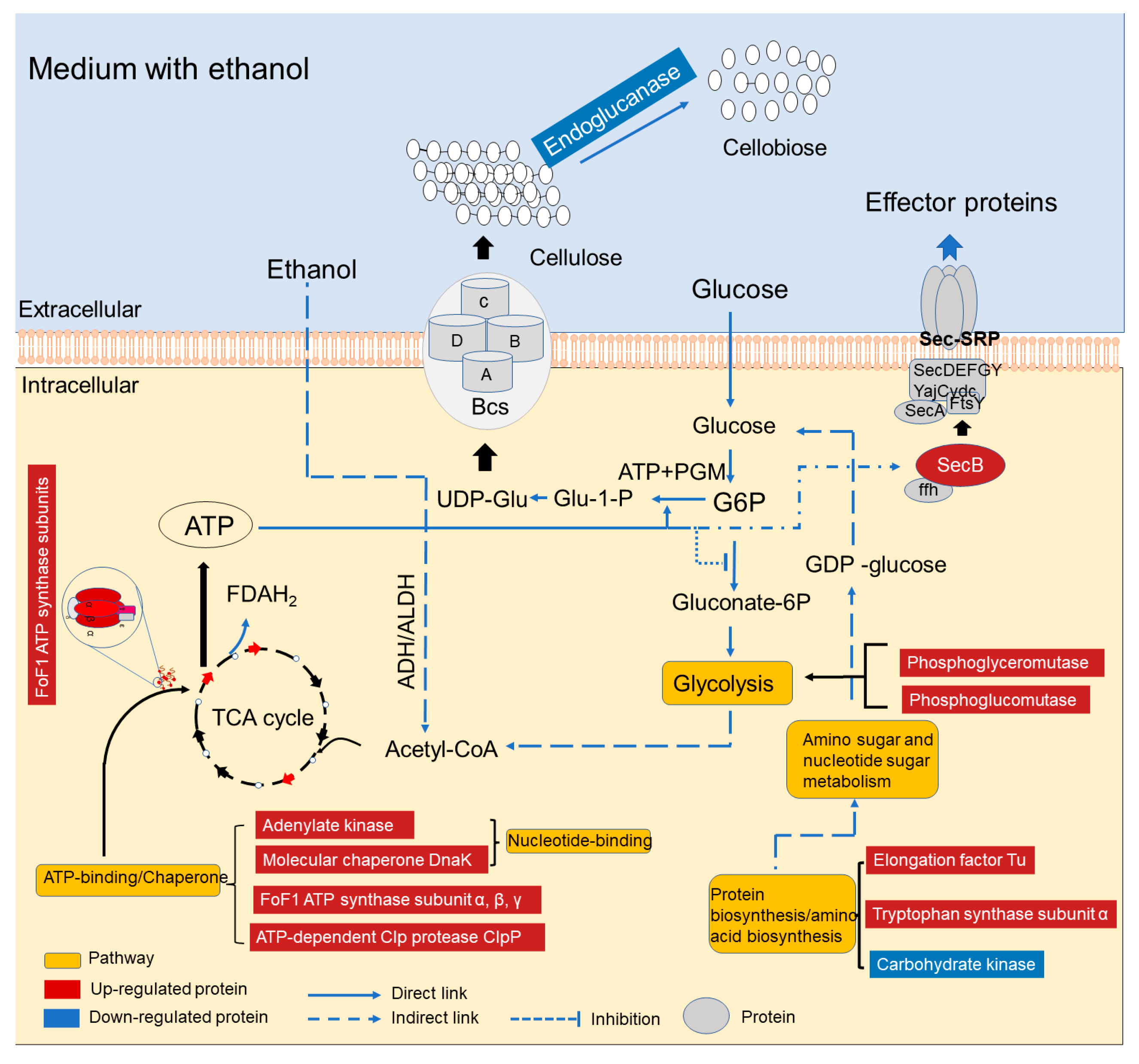 Fermentation 09 00575 g006 Fermentation 09 00575 g006