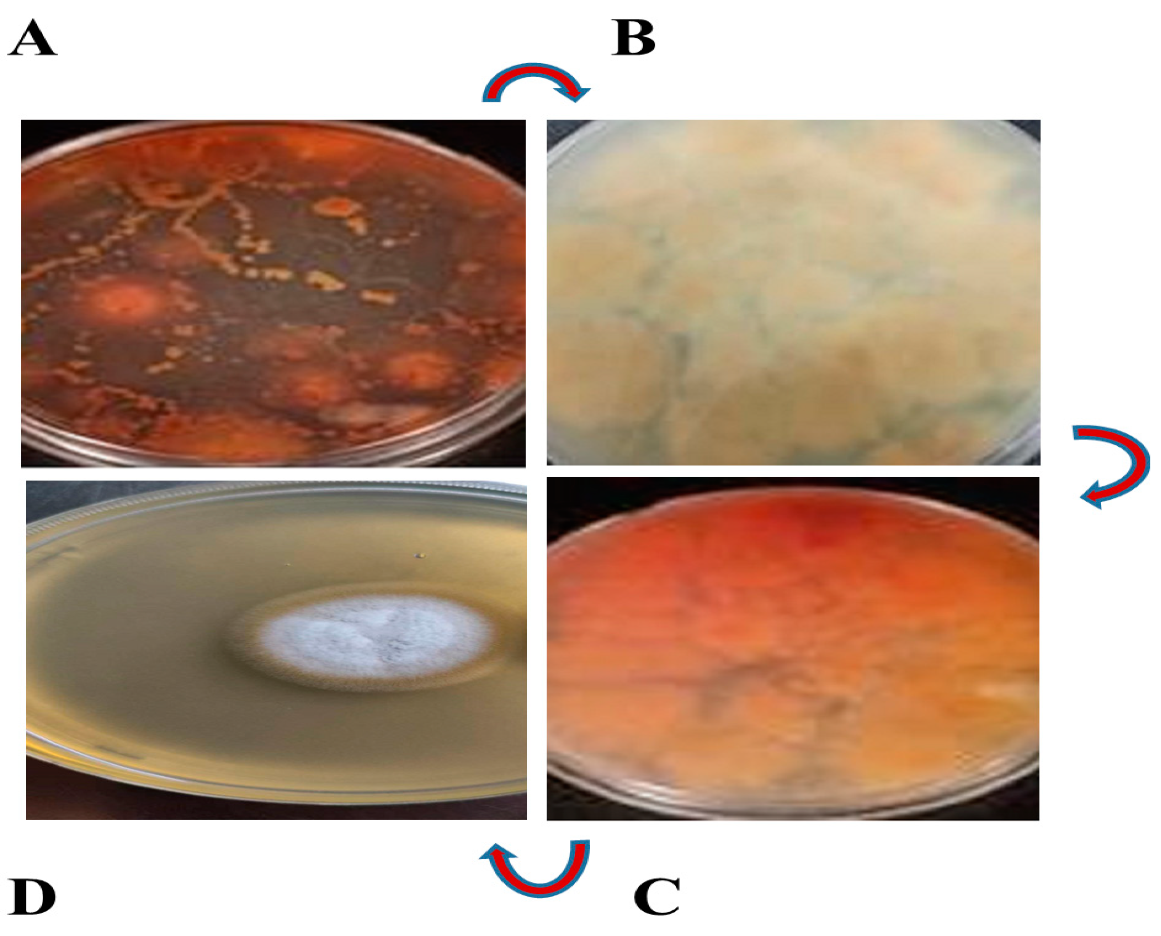 Fermentation 09 00579 g001
