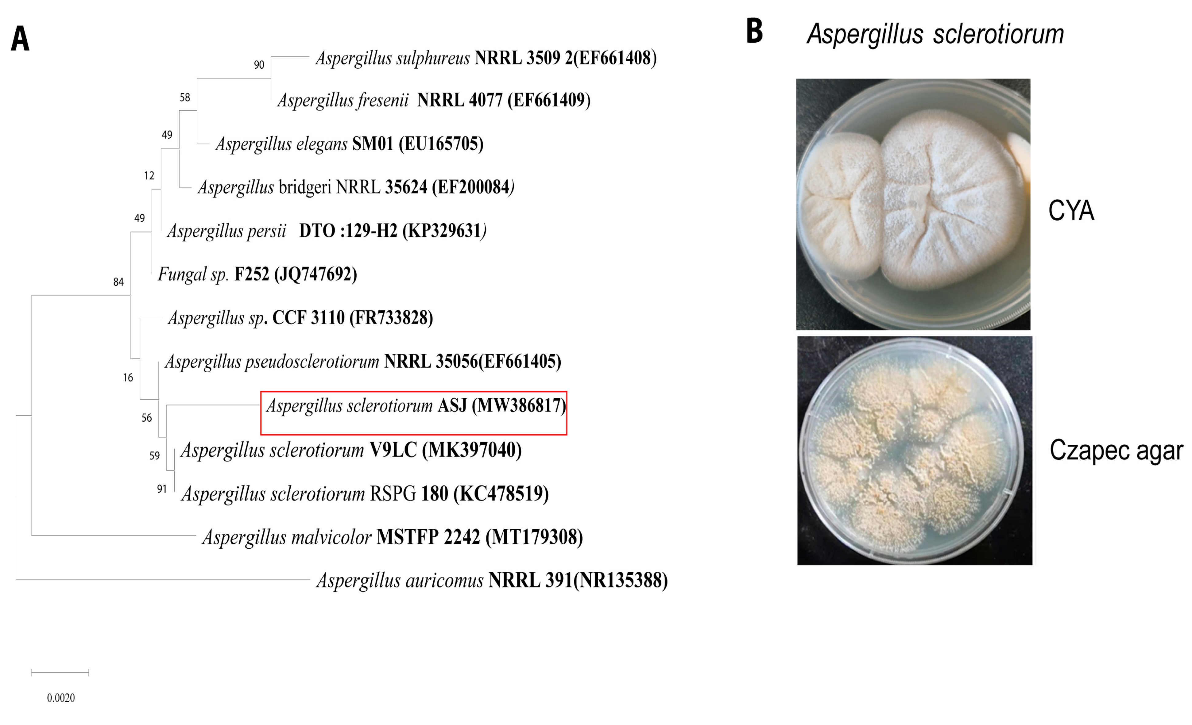 Fermentation 09 00579 g002
