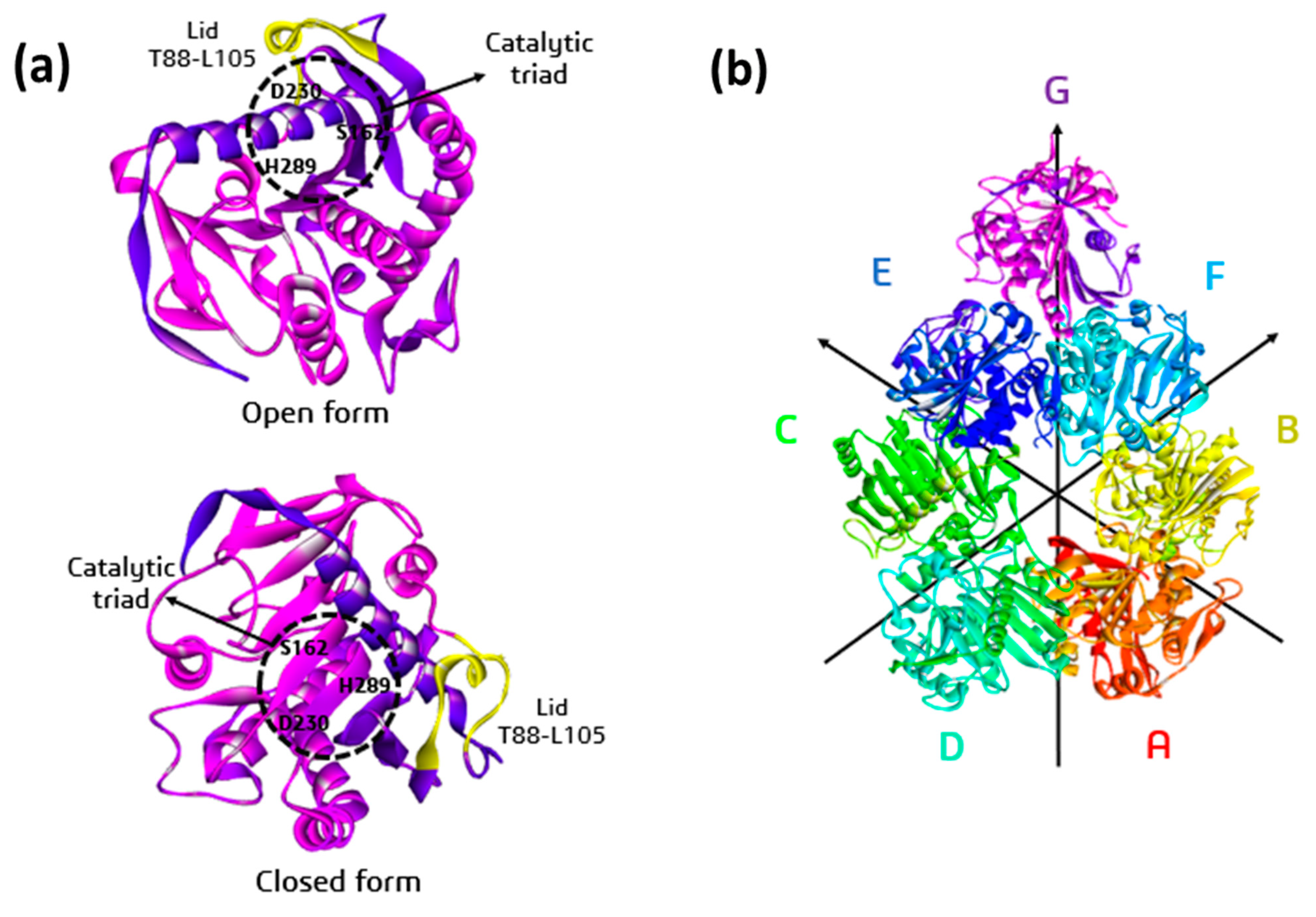 Fermentation | Free Full-Text | Lipase from Yarrowia lipolytica 