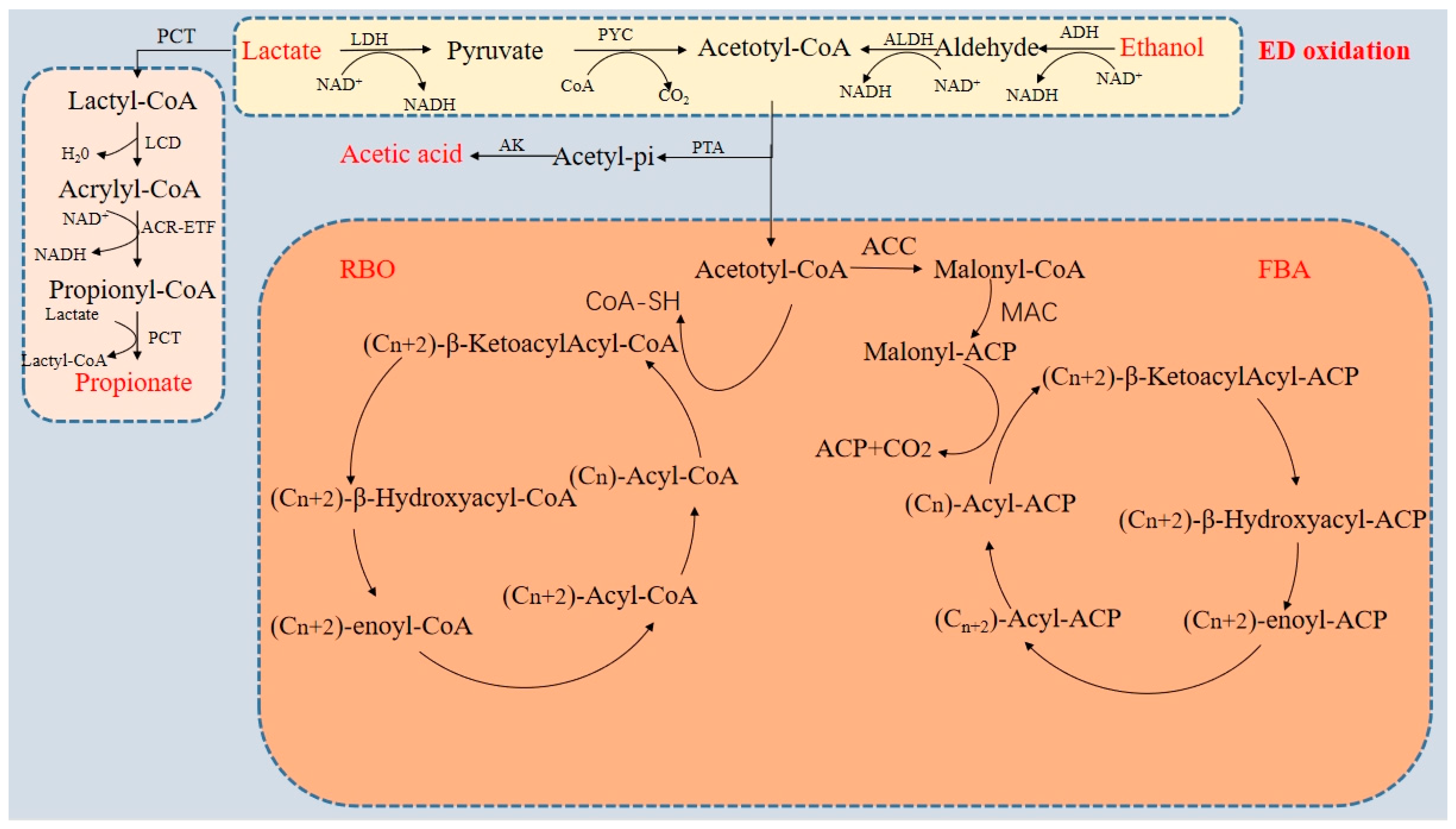 Fermentation 09 00586 g001