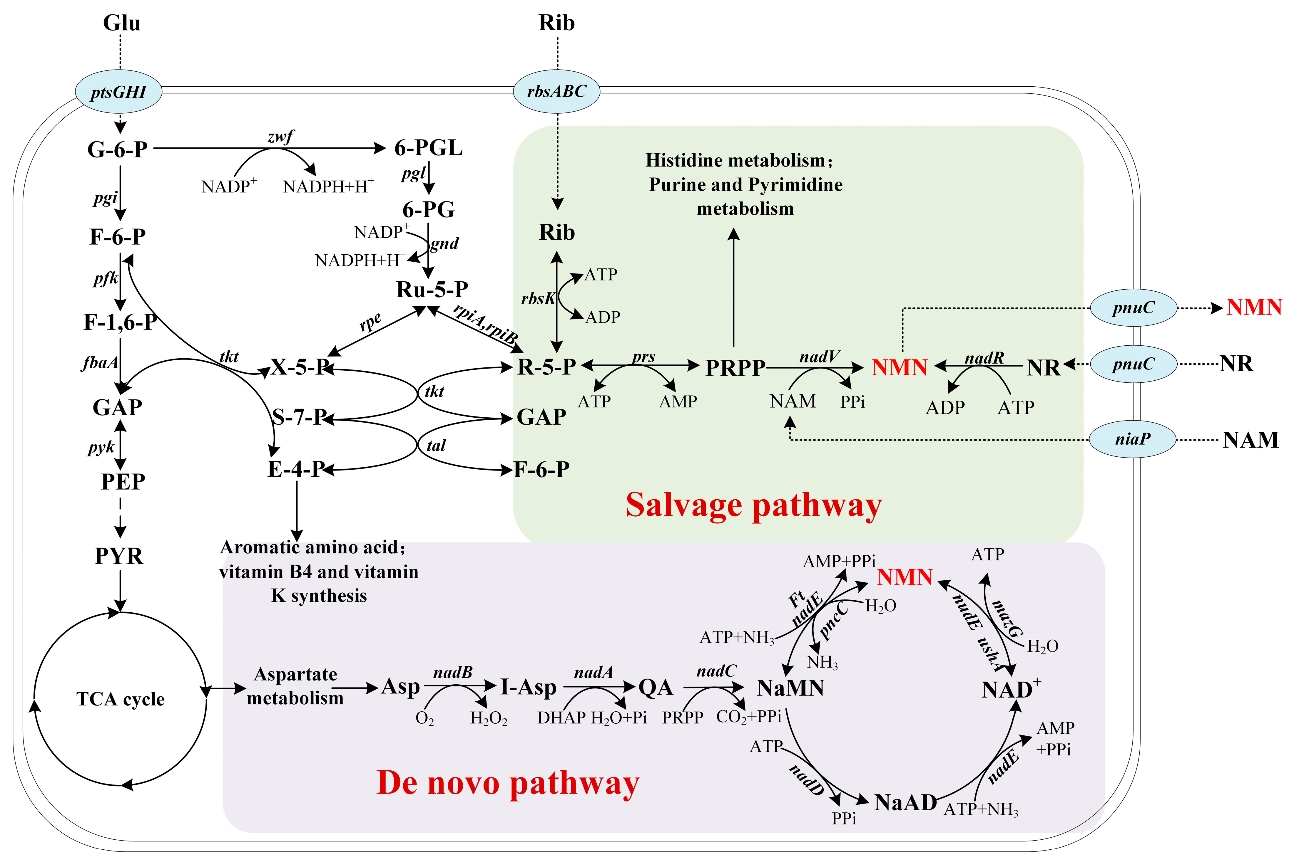 Fermentation 09 00594 g001