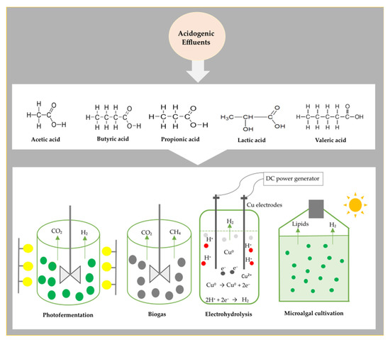Creating Value from Acidogenic Biohydrogen Fermentation Effluents: An ...