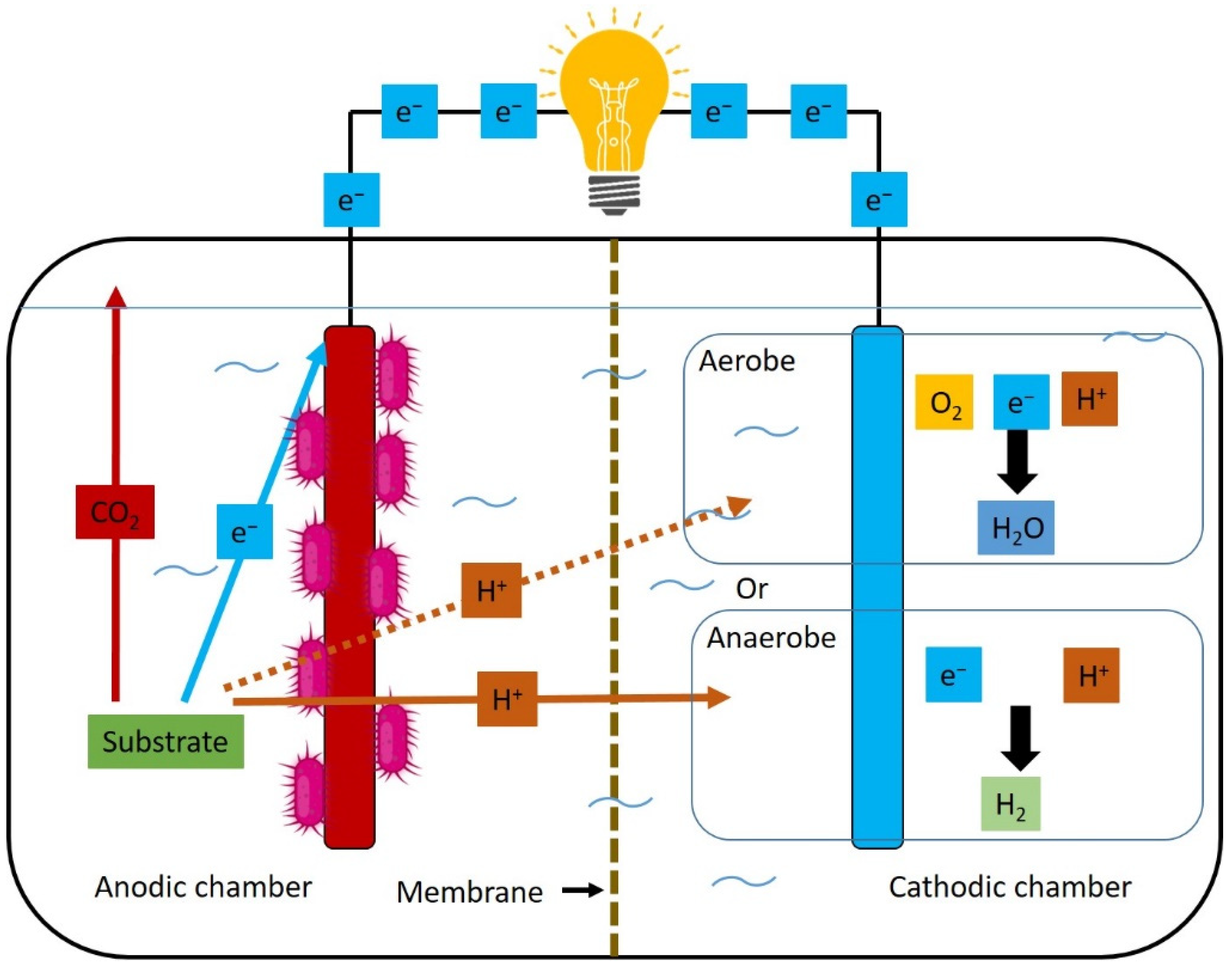 Fermentation 09 00610 g003 Fermentation 09 00610 g003
