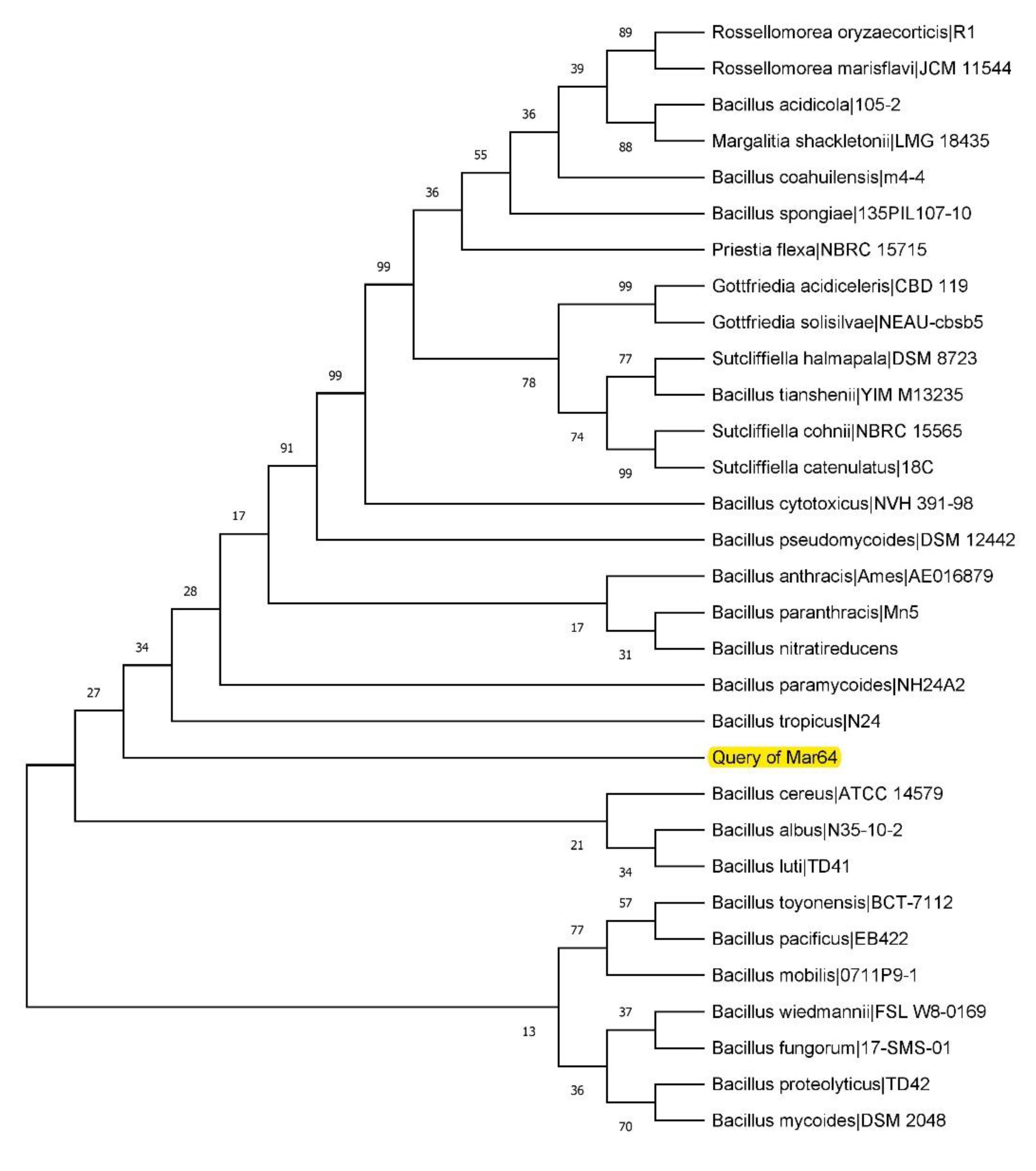 Fermentation 09 00637 g001 Fermentation 09 00637 g001