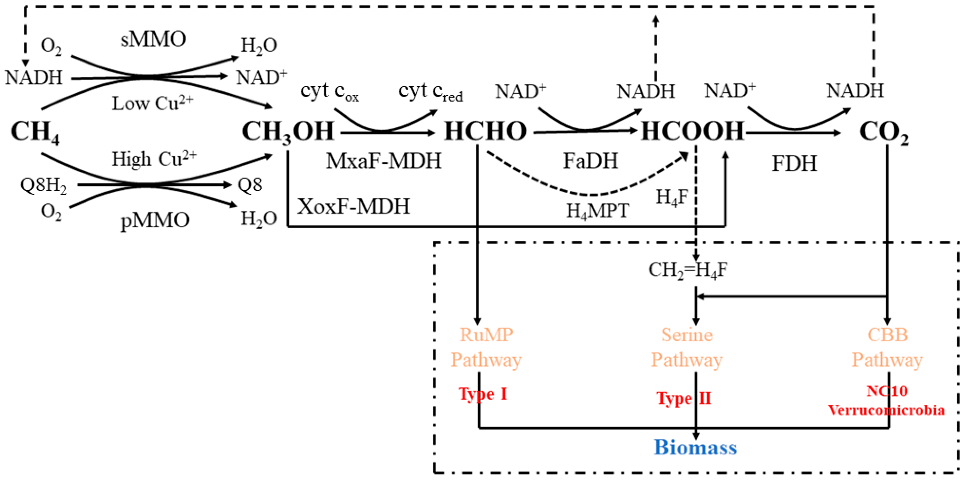Fermentation 09 00645 g001