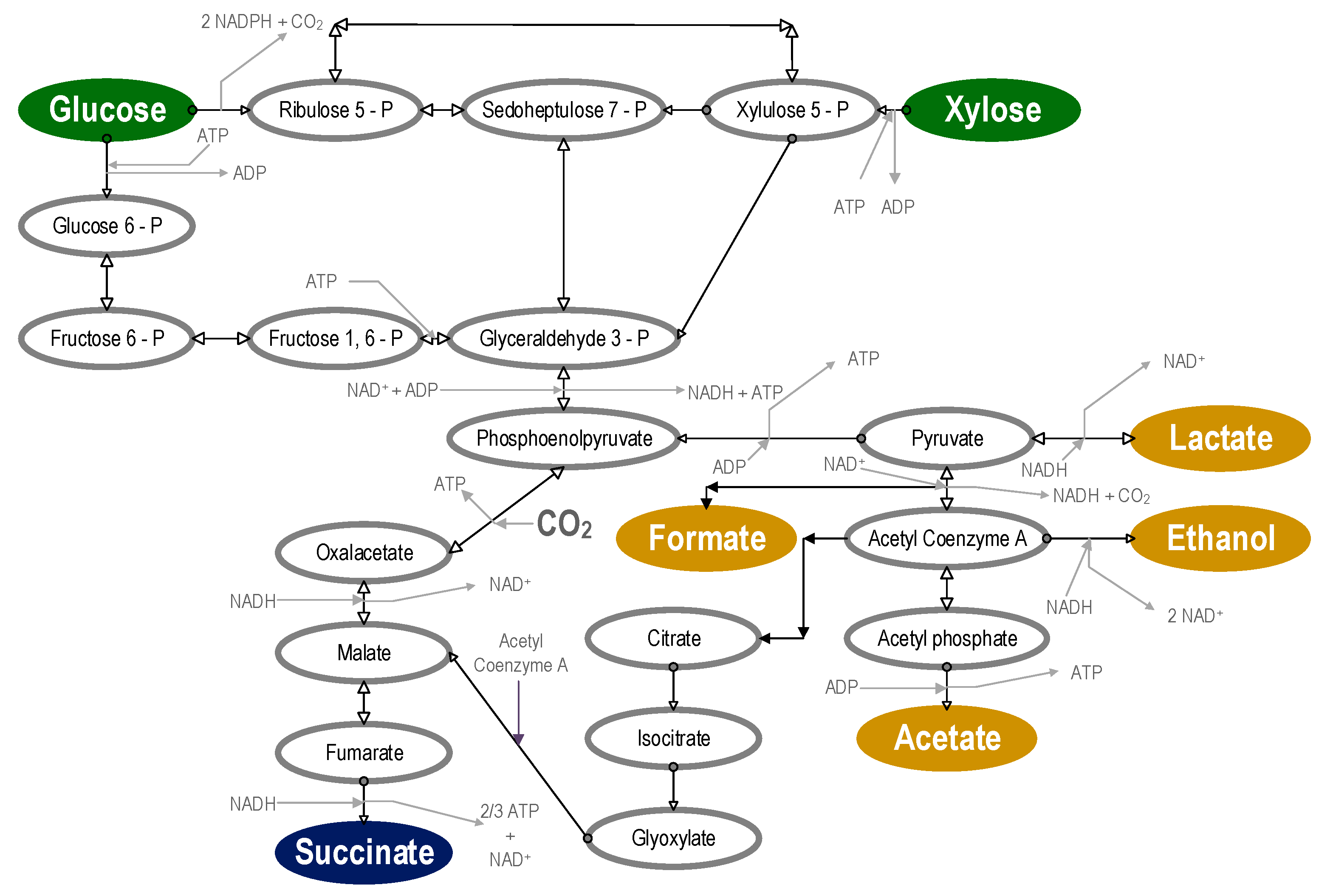 Fermentation 09 00663 g001