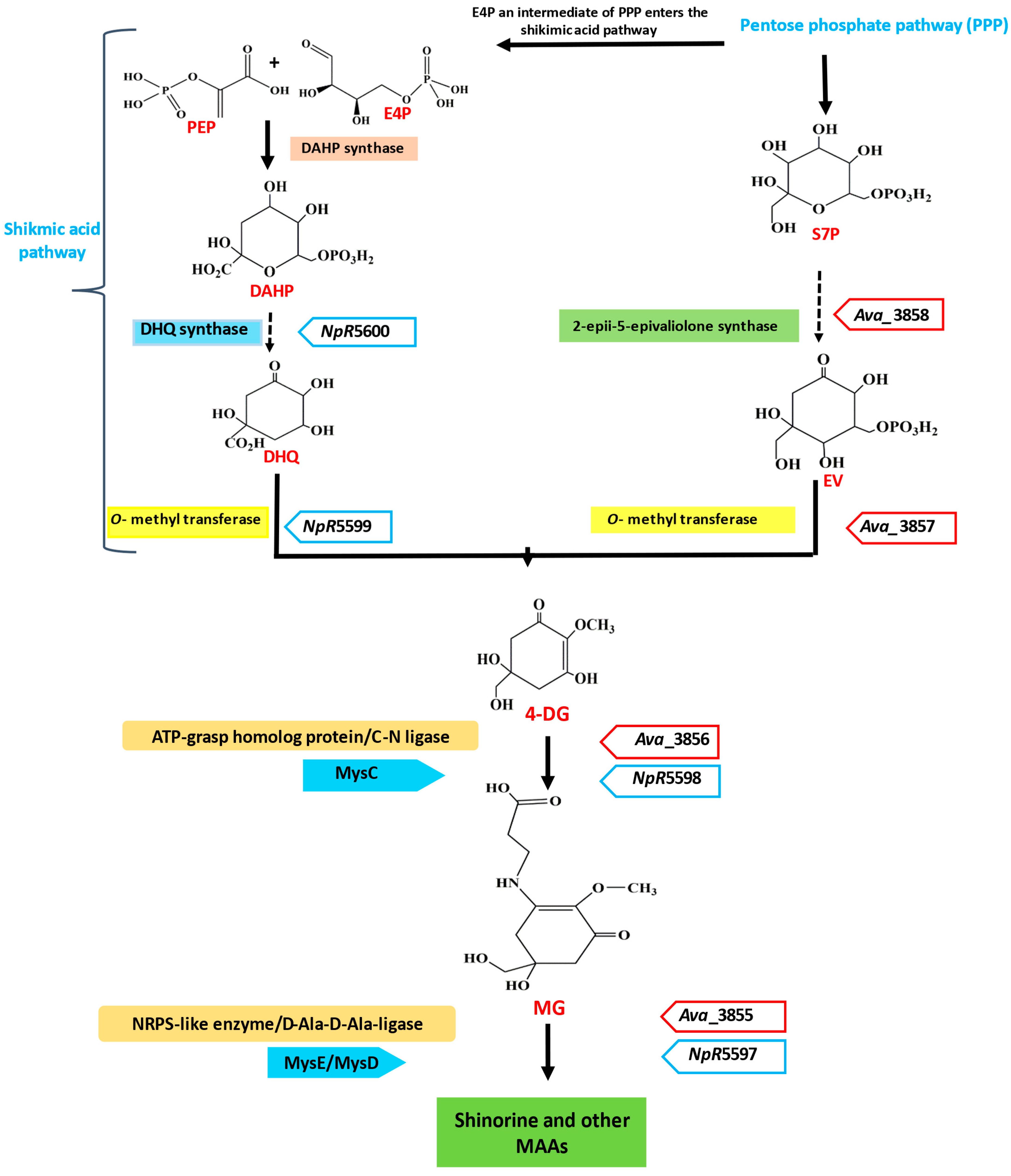 Fermentation 09 00669 g001 Fermentation 09 00669 g001