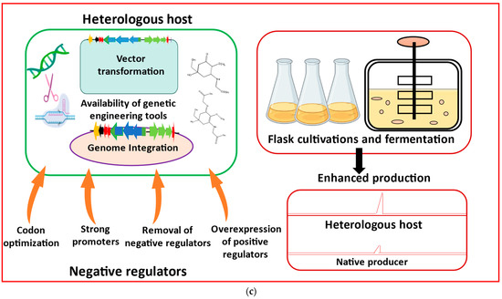 Mycoprotein Process Application of Synthetic Biology Approaches to High-Yield Production of ...