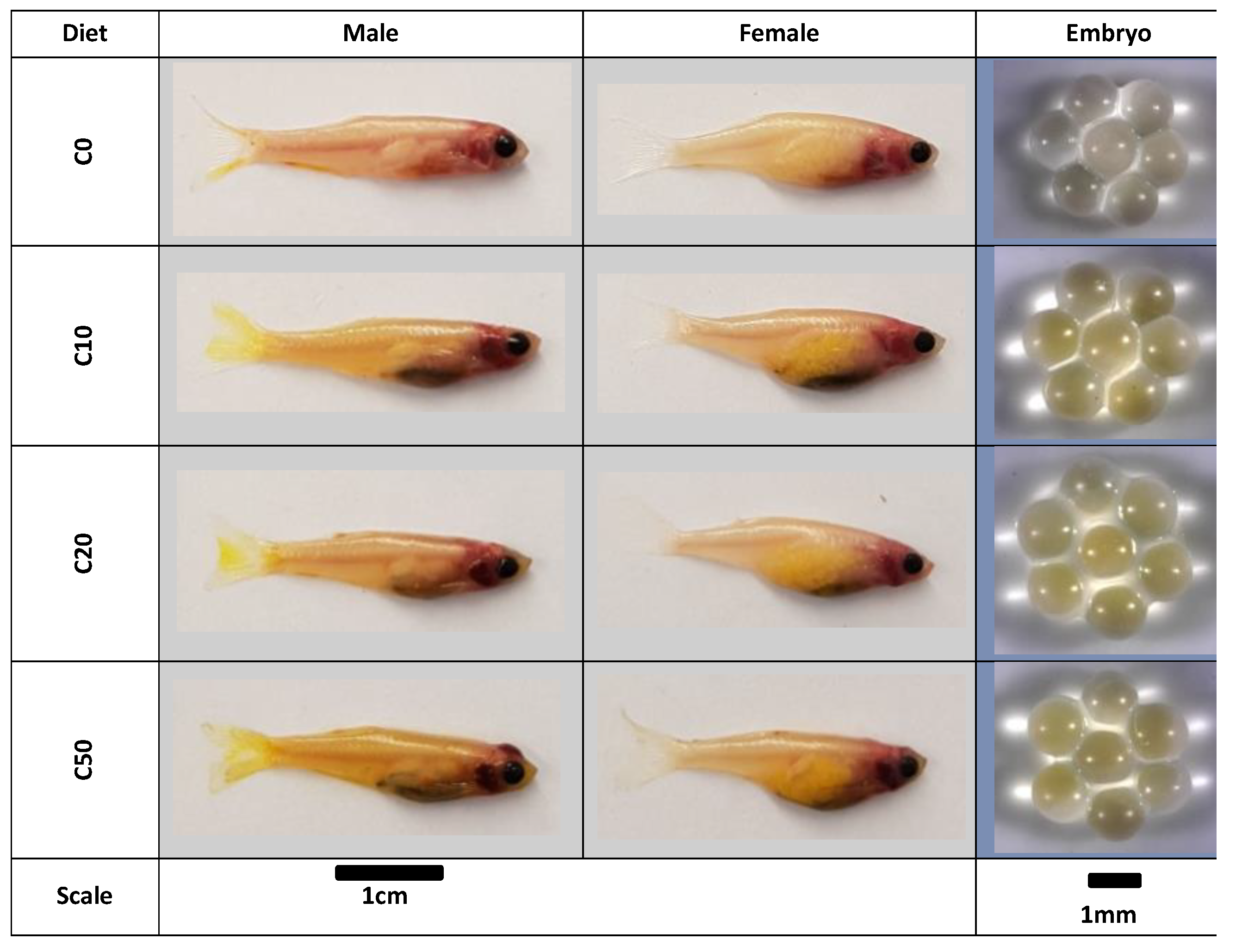Fermentation 09 00682 g003 Fermentation 09 00682 g003