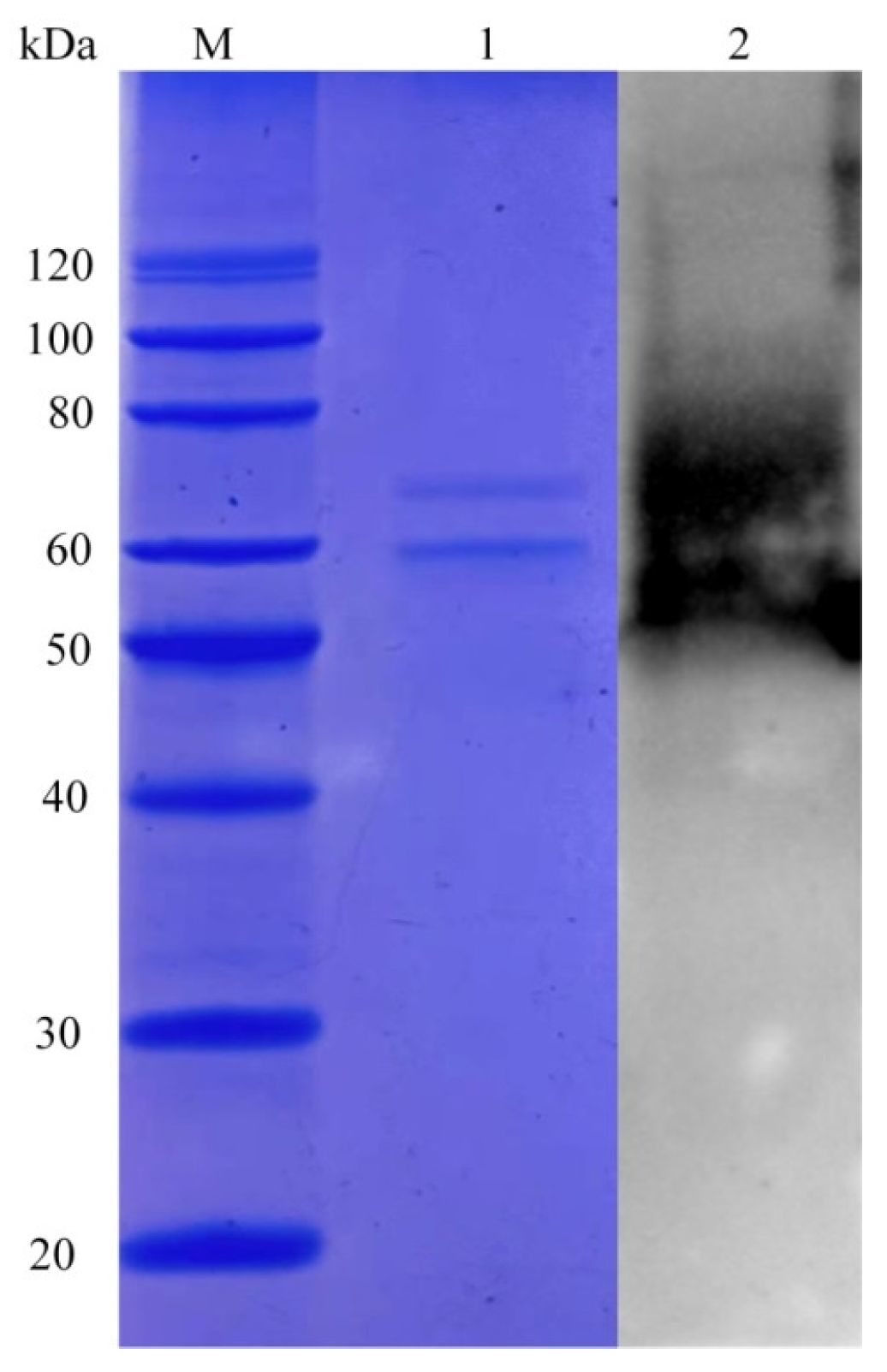 Fermentation 09 00683 g002 Fermentation 09 00683 g002