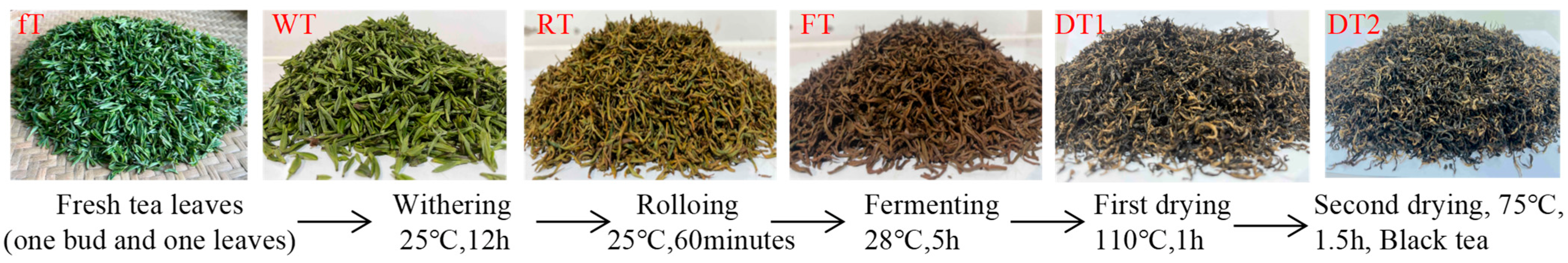 Fermentation 09 00686 g001