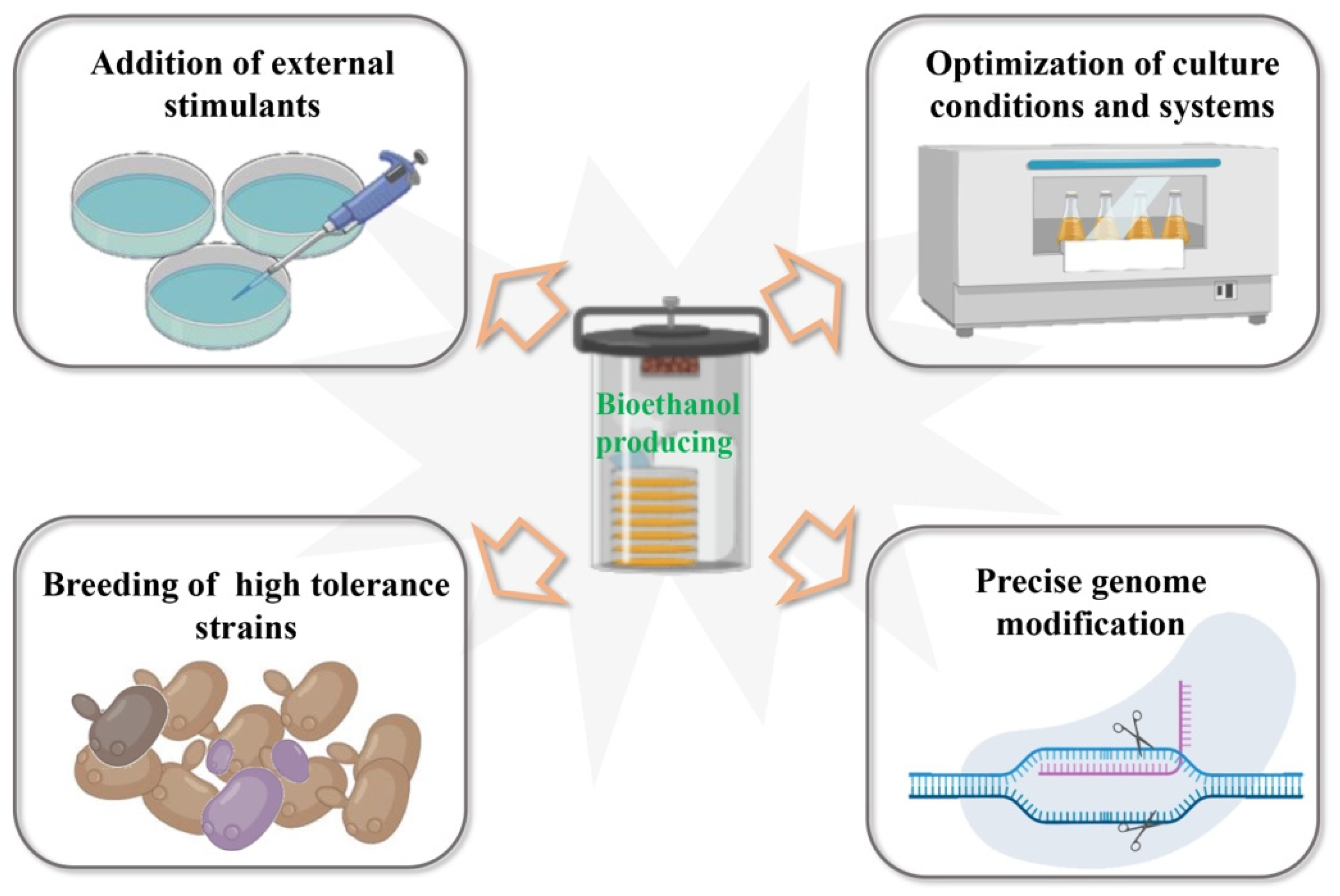 Bioethanol Yeast And Enzyme Strains For Sscf Commericially Availible Bioethanol Production Based on Saccharomyces cerevisiae: Opportunities