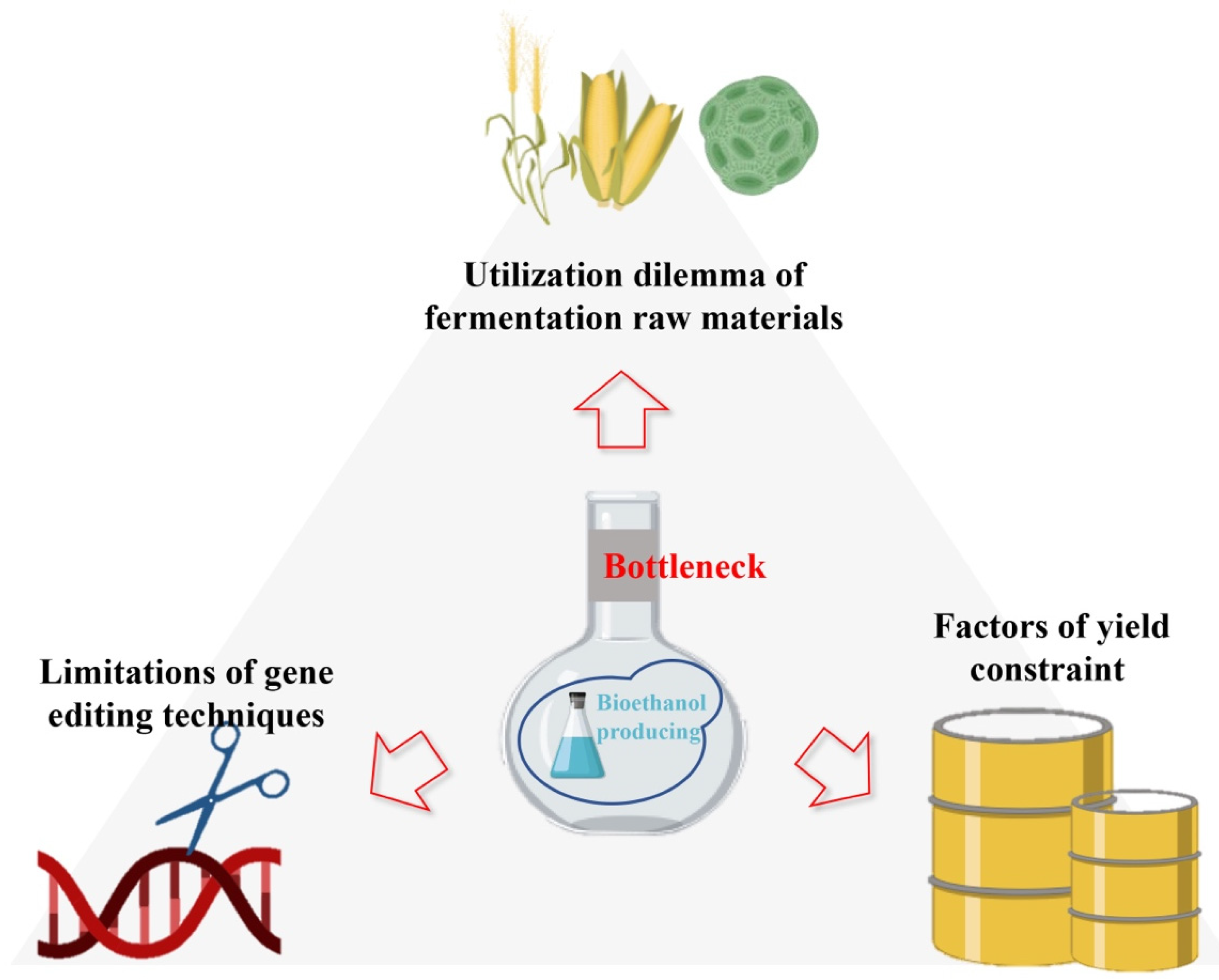 Bioethanol Yeast And Enzyme Strains For Sscf Commericially Availible Bioethanol Production Based on Saccharomyces cerevisiae: Opportunities