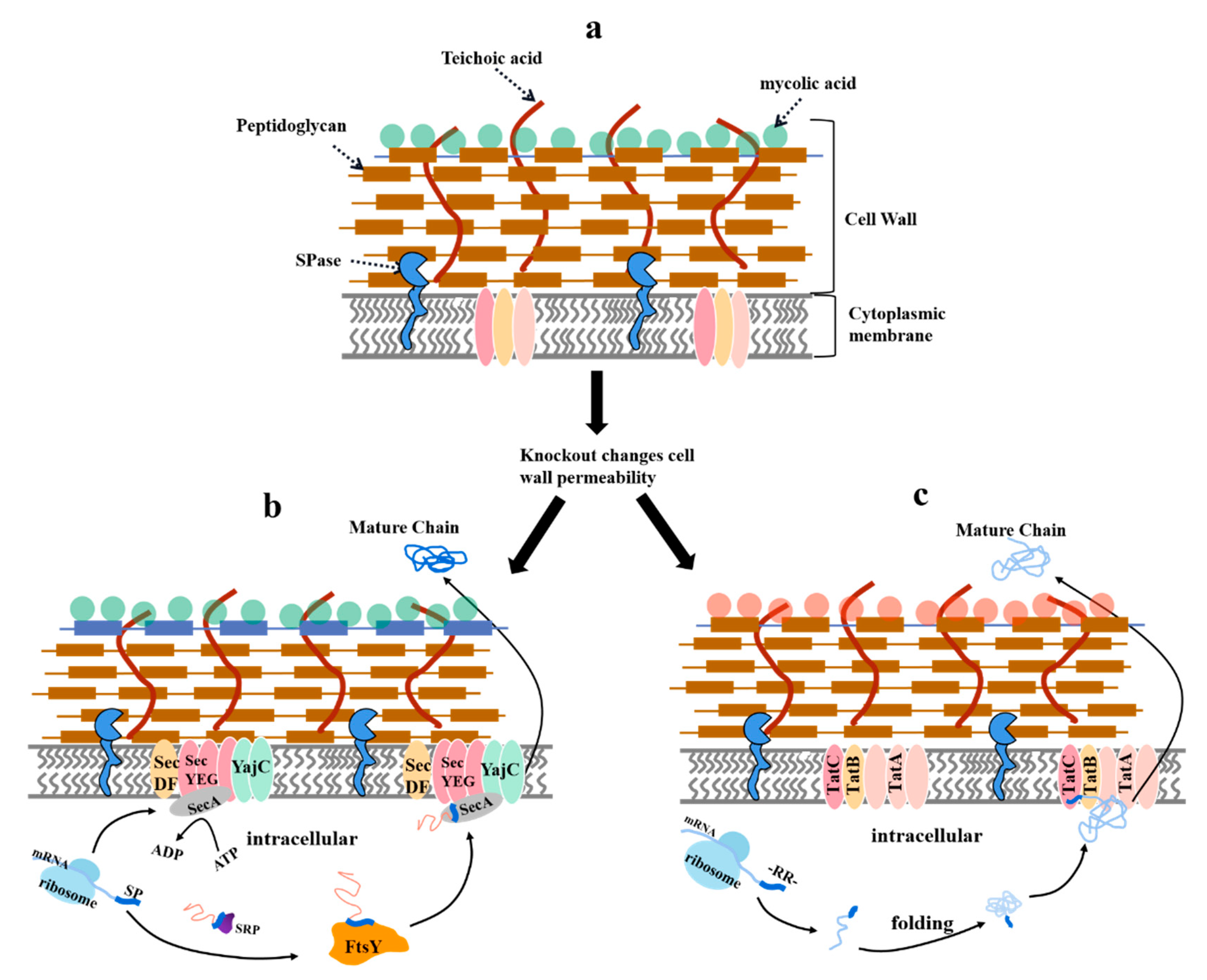 Fermentation 09 00729 g003 Fermentation 09 00729 g003