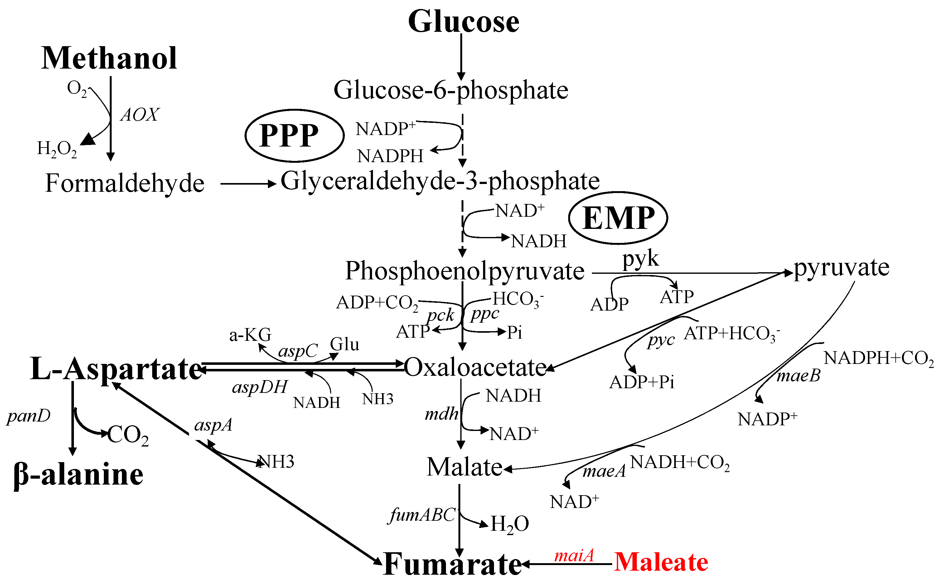 Fermentation 09 00737 g001 Fermentation 09 00737 g001