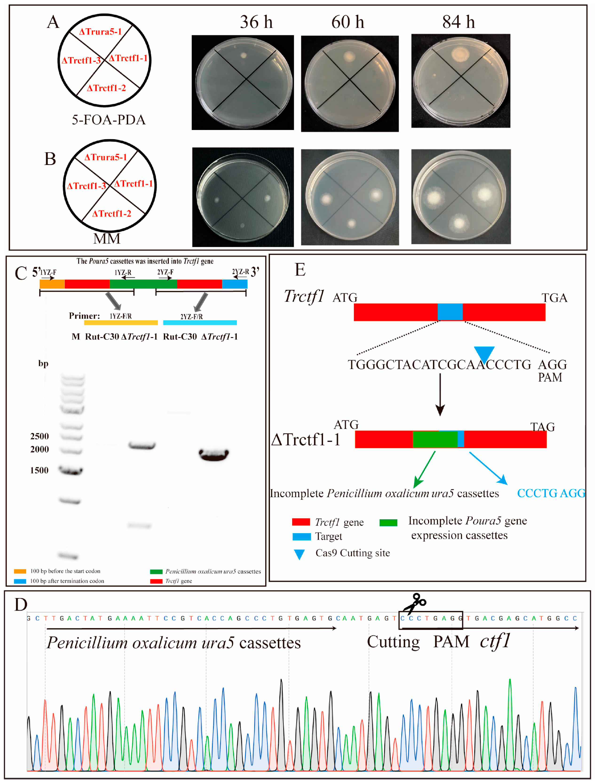 Fermentation 09 00746 g003 Fermentation 09 00746 g003