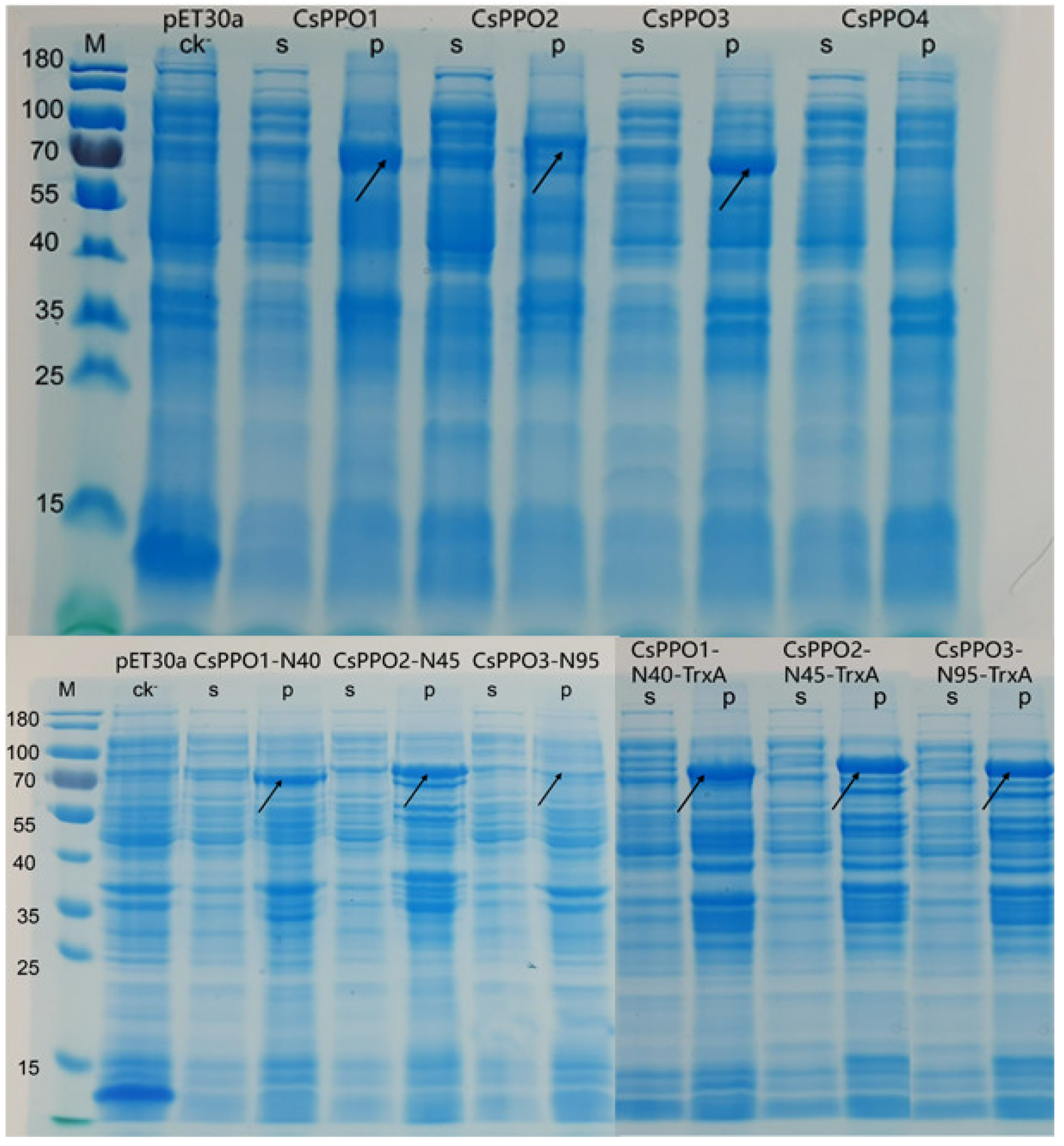 Fermentation 09 00770 g002