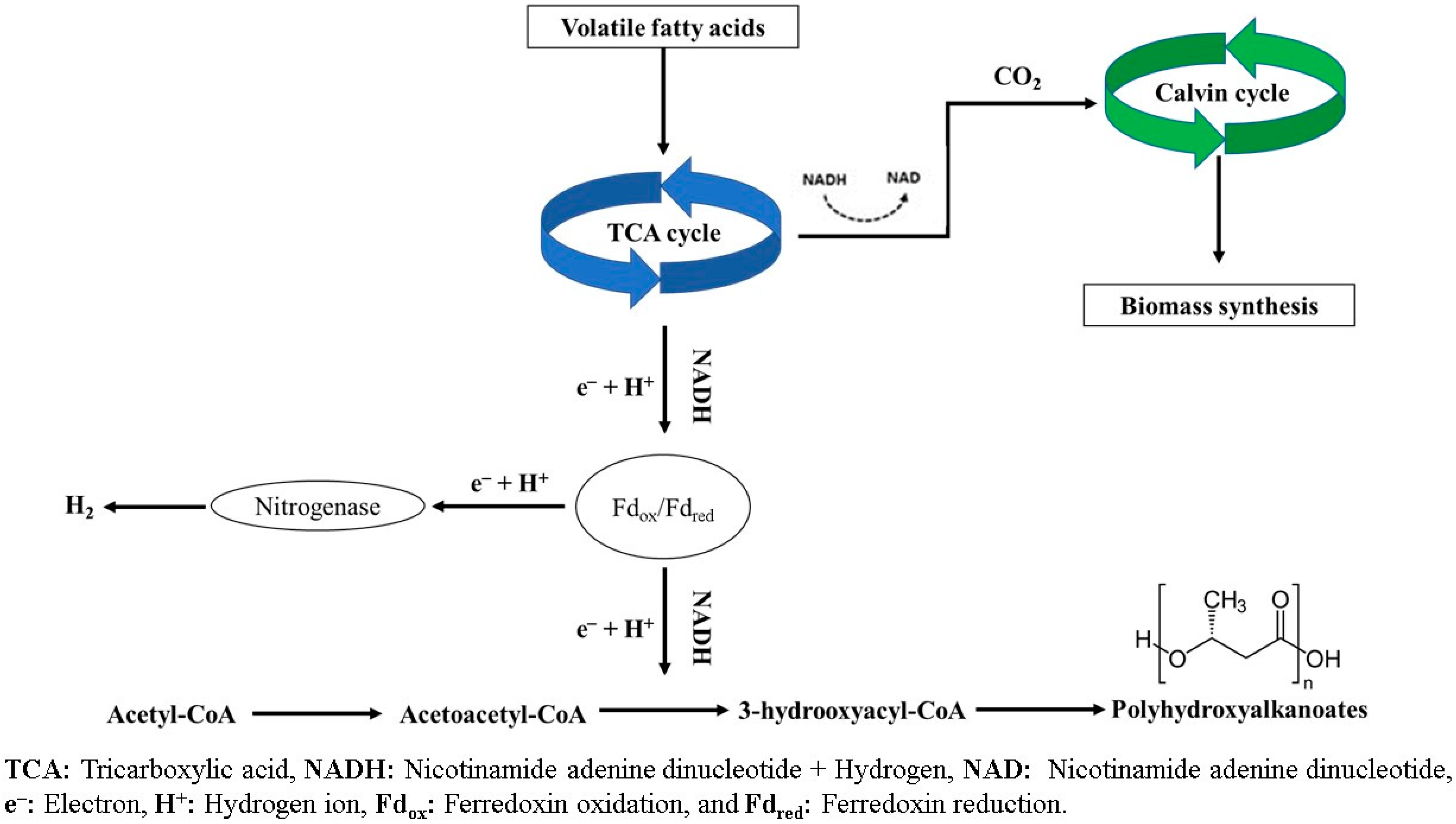 Fermentation 09 00778 g002