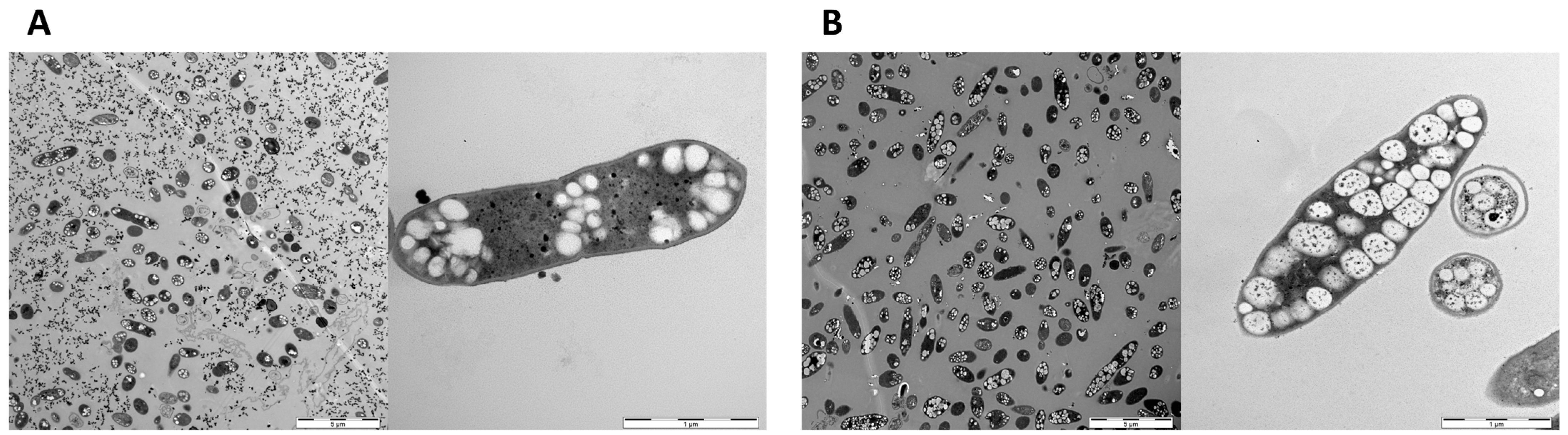 Fermentation 09 00799 g004