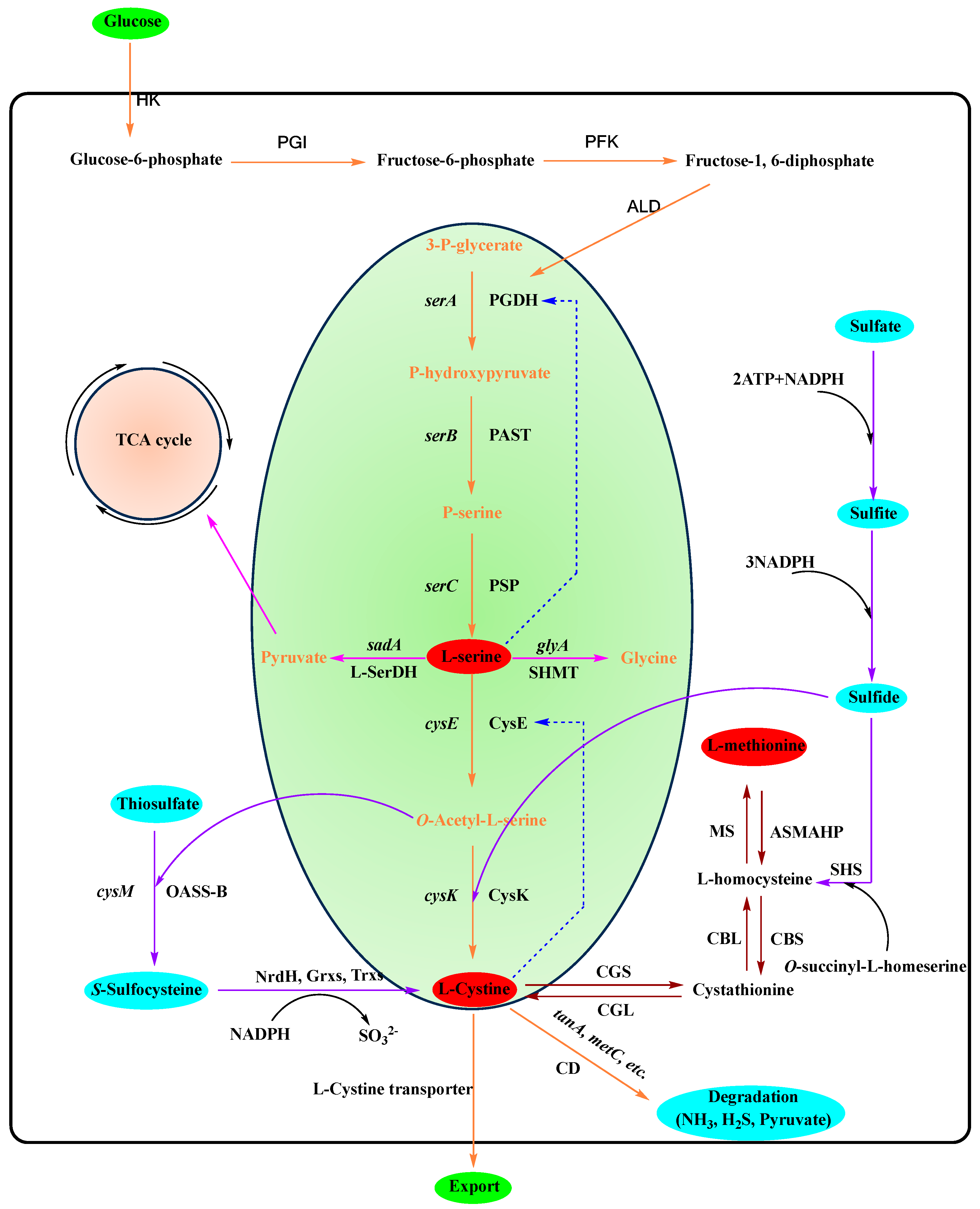 Fermentation 09 00802 g002
