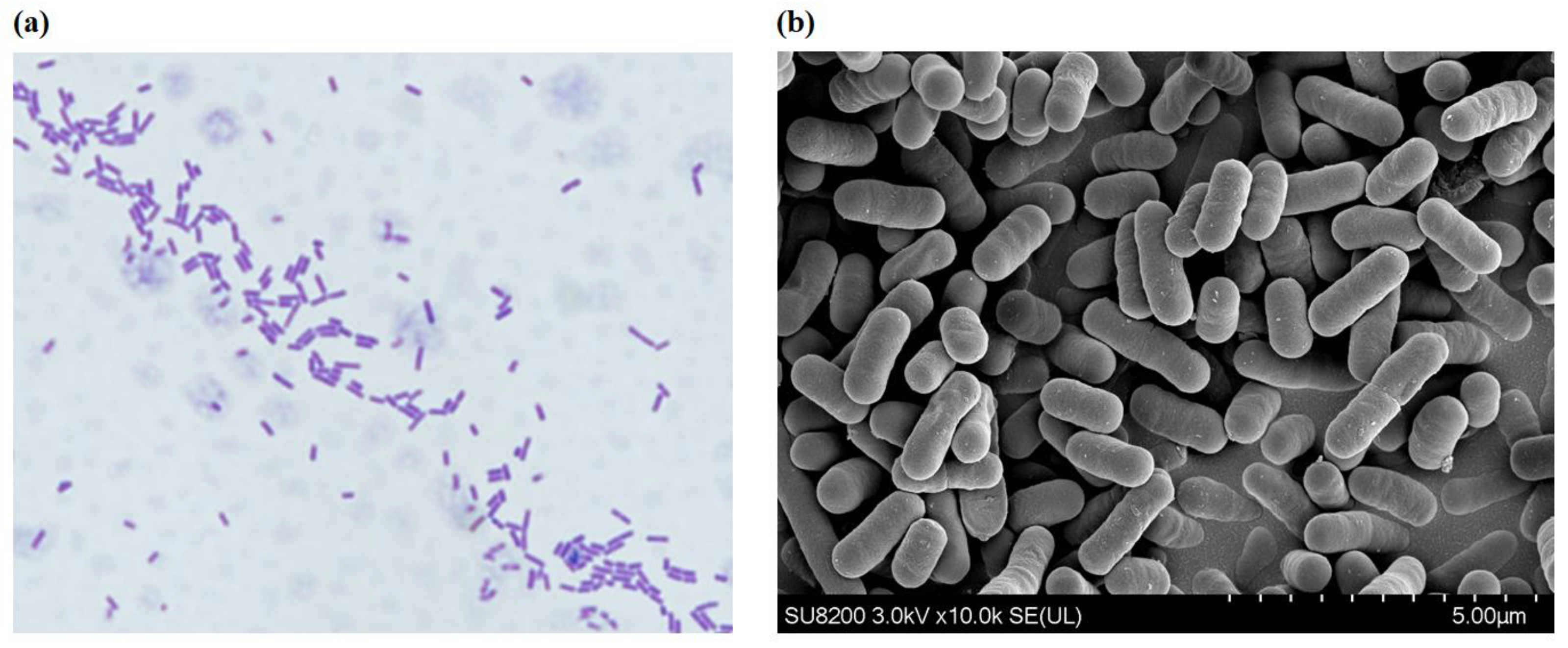 Fermentation 09 00829 g002
