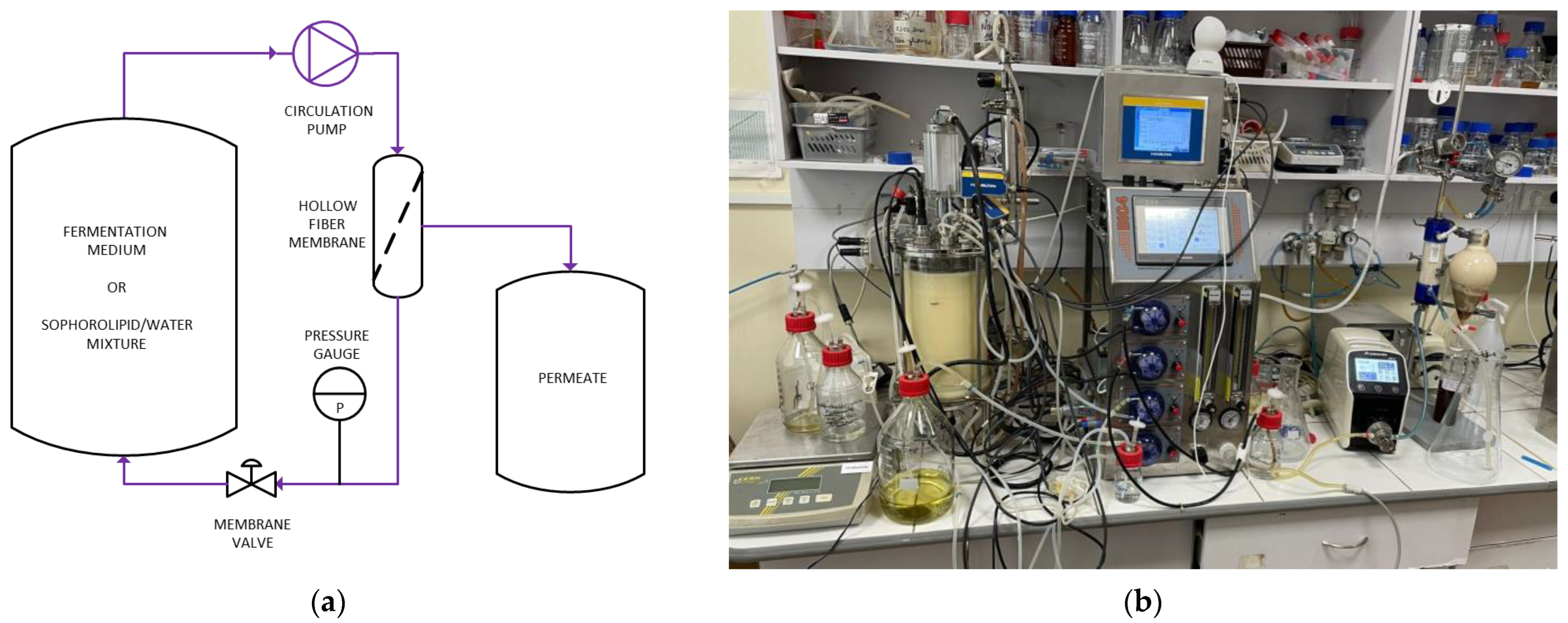 Fermentation 09 00839 g004