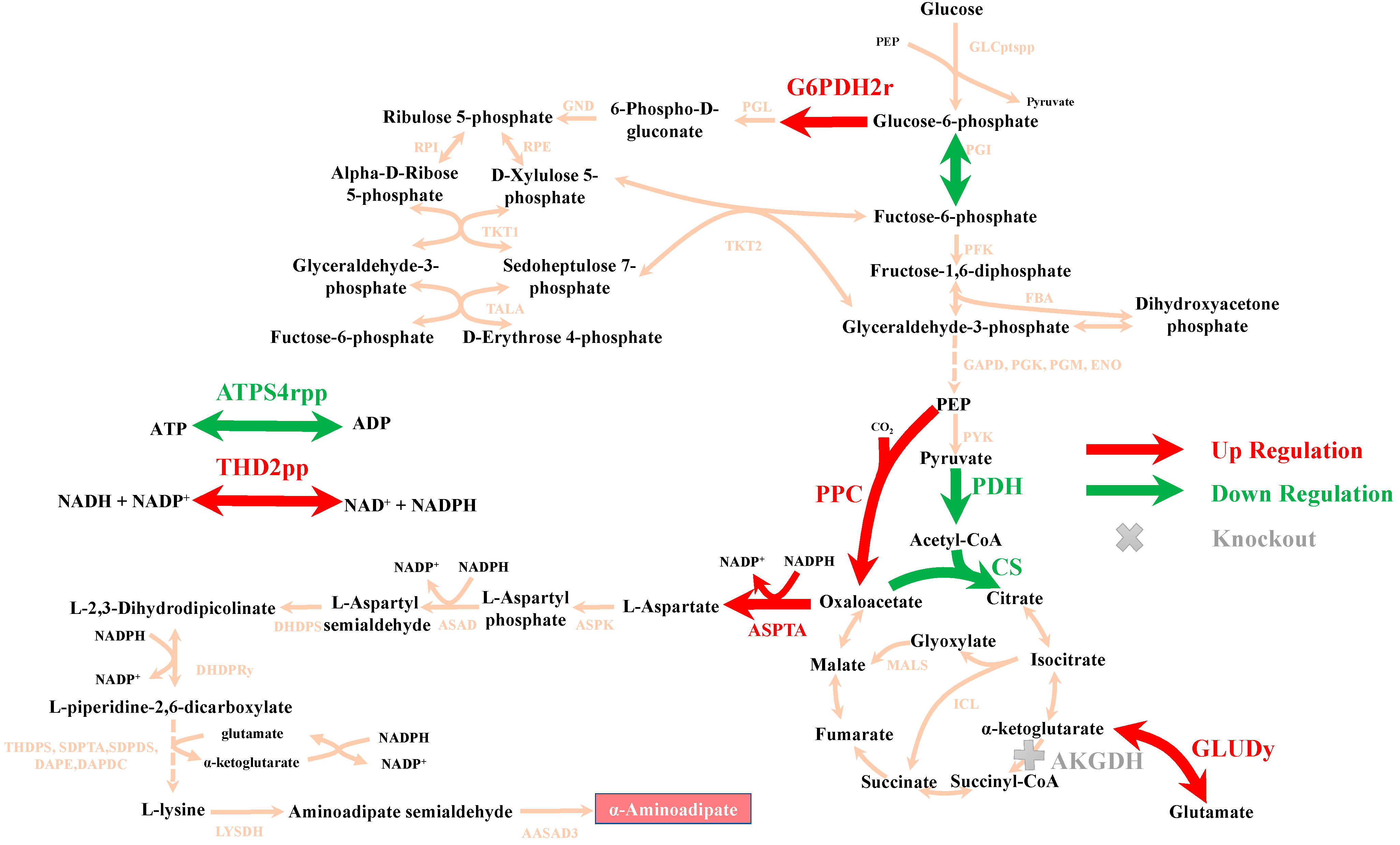 Fermentation 09 00859 g003 Fermentation 09 00859 g003