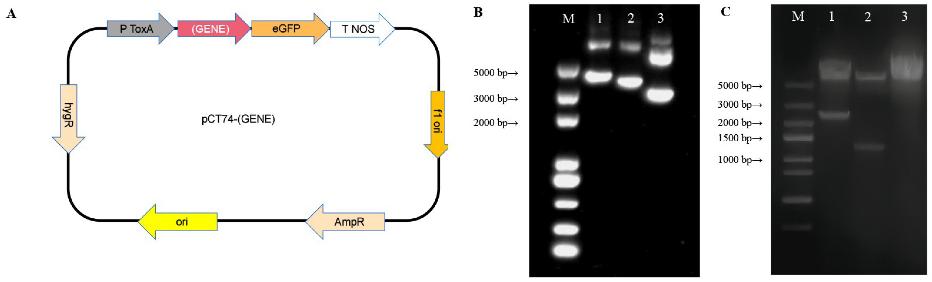 Fermentation 09 00880 g003
