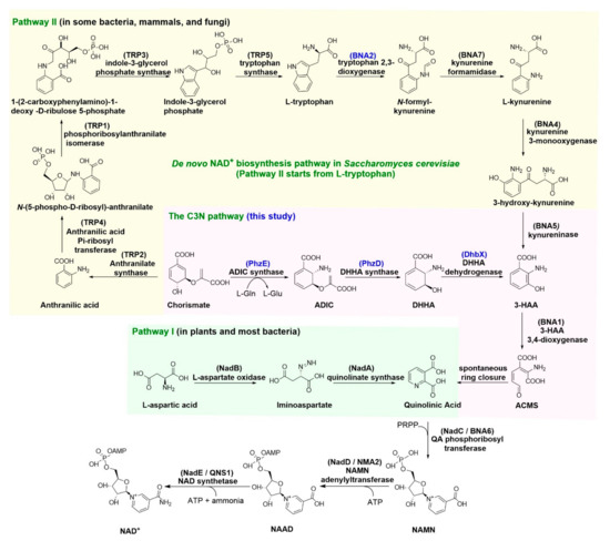 Engineering the C3N Pathway as a Short Detour for De Novo NAD+ ...