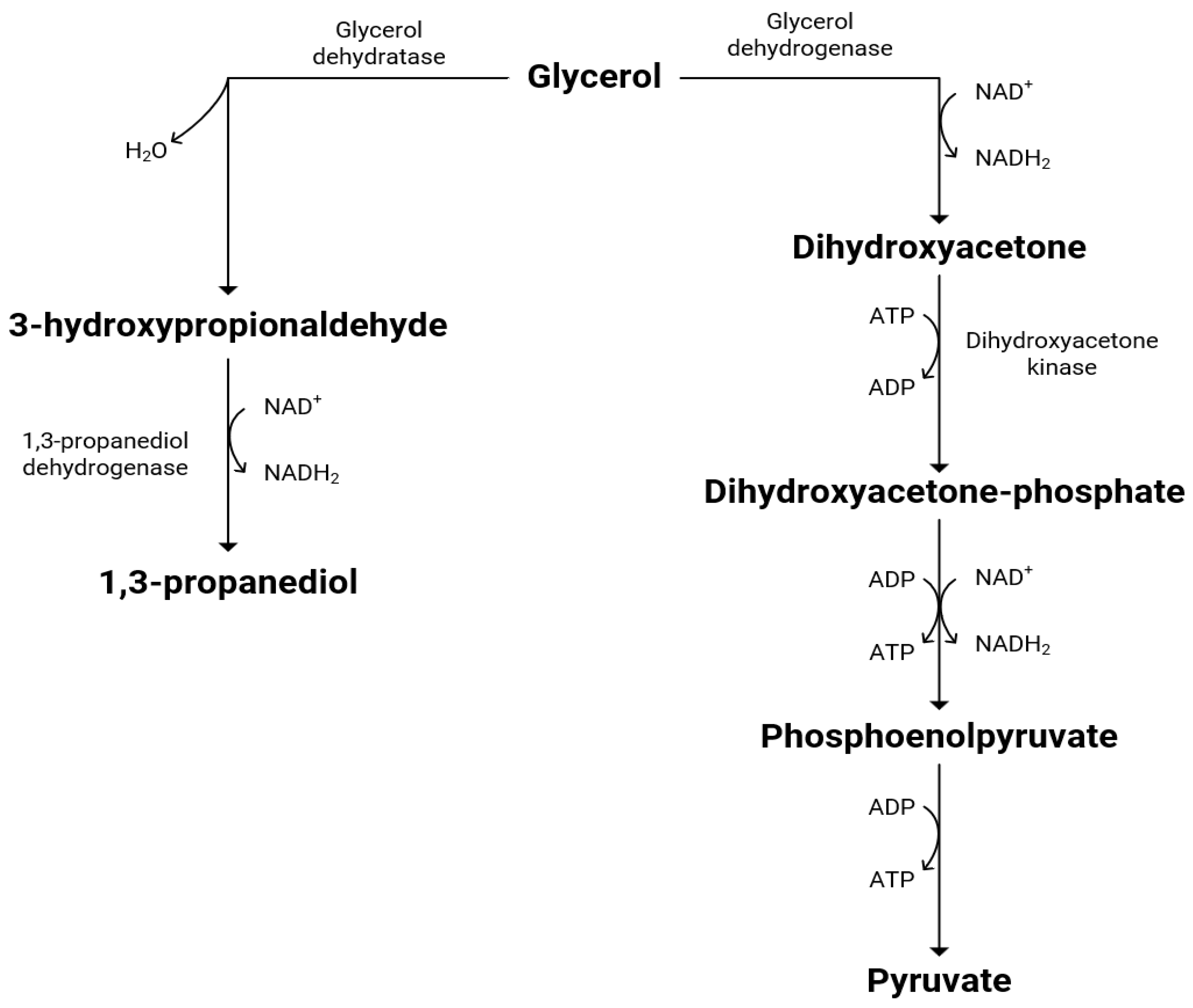 Fermentation 09 00894 g009