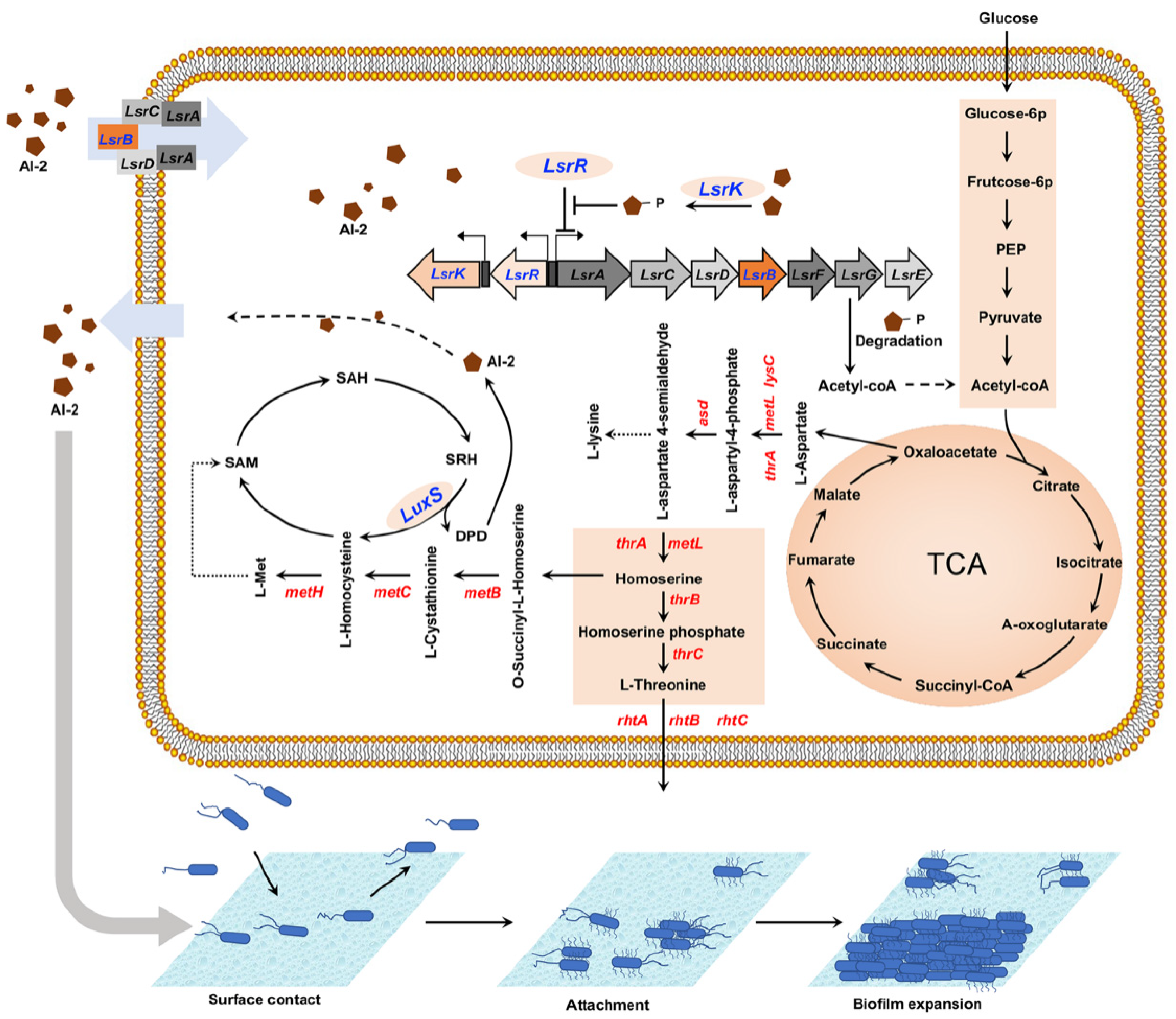 Fermentation 09 00916 g007