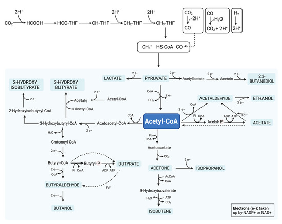 Valorization of Fermented Food Wastes and Byproducts: Bioactive
