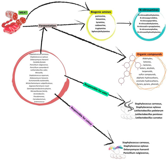 キャメル Certain Fermented Foods and Their Possible Health Effects
