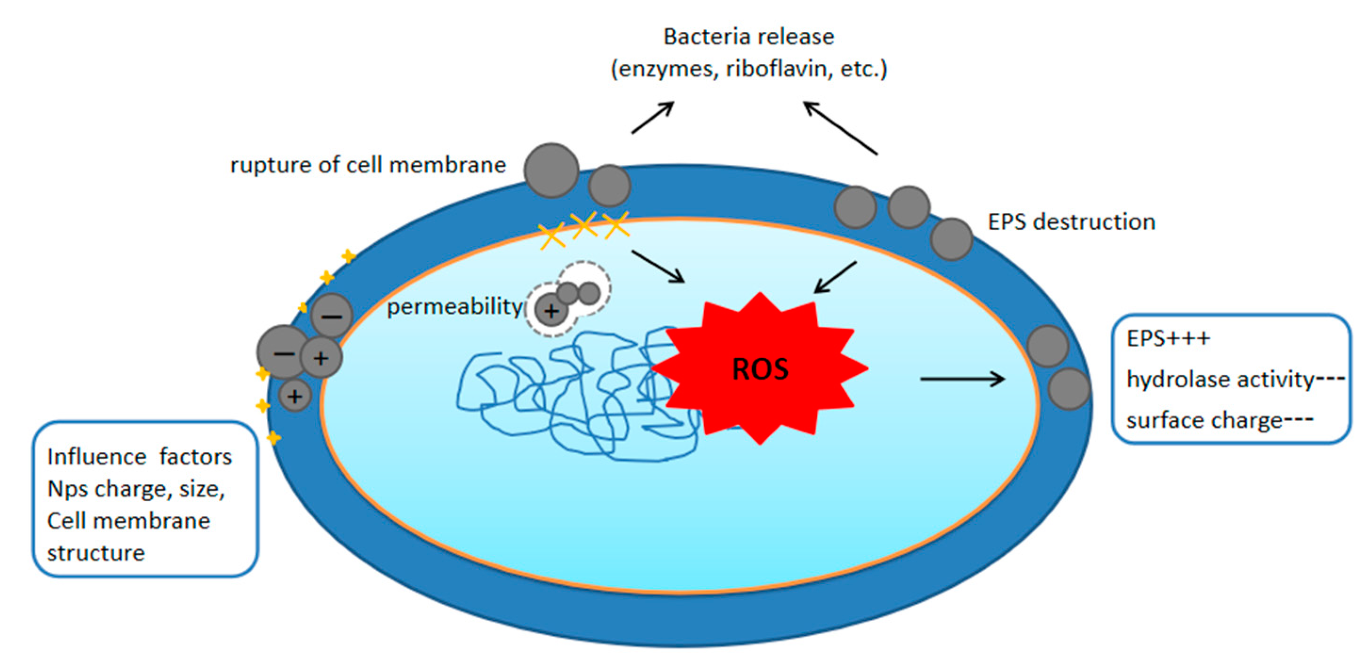Fermentation 09 00939 g001