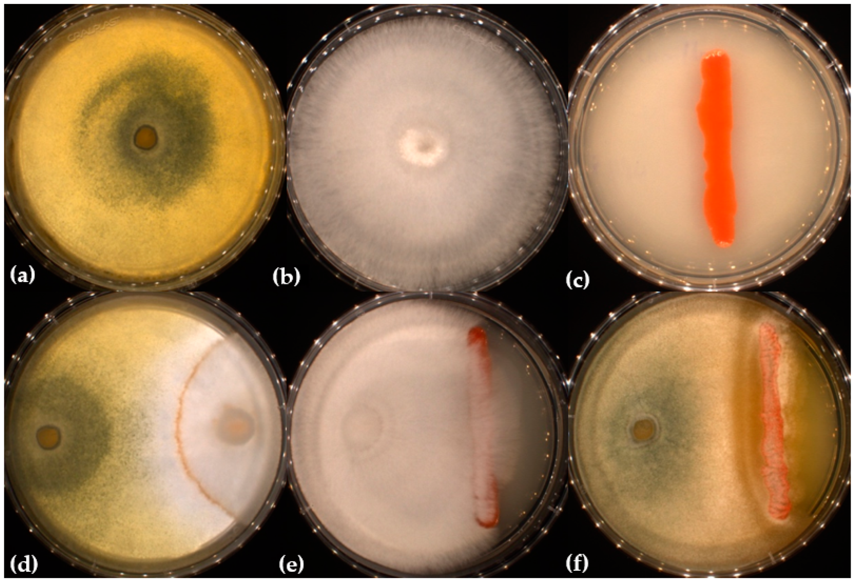 Fermentation 09 00945 g001