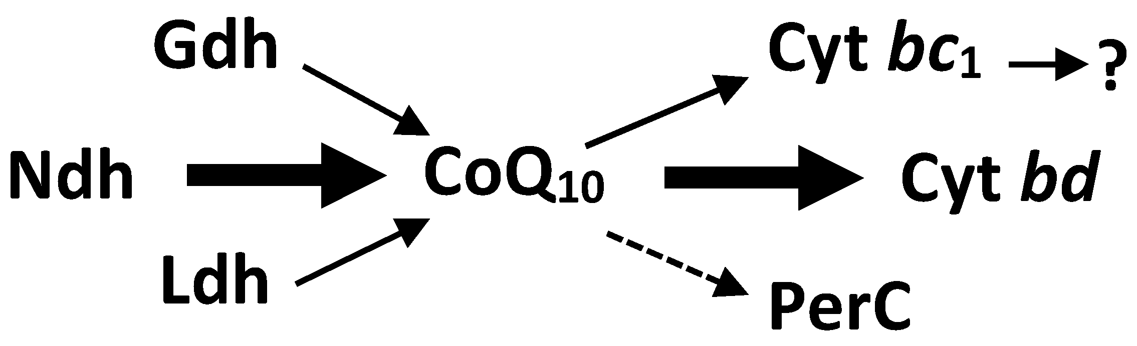 Oxidative Phosphorylation for Aerobic Survival, but Not for