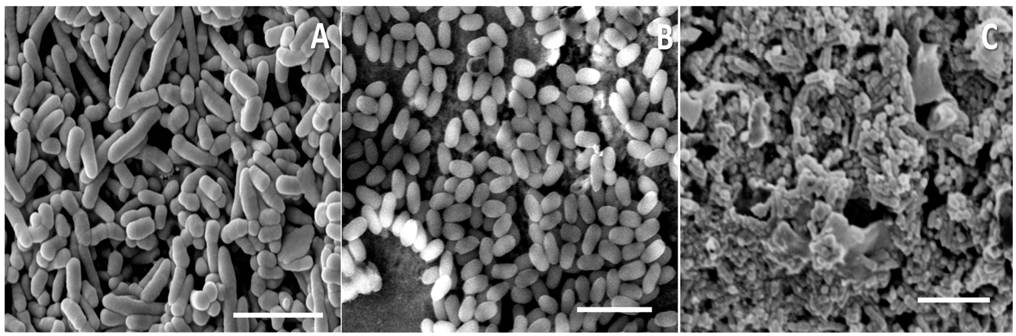 Fermentation 09 00957 g009 Fermentation 09 00957 g009
